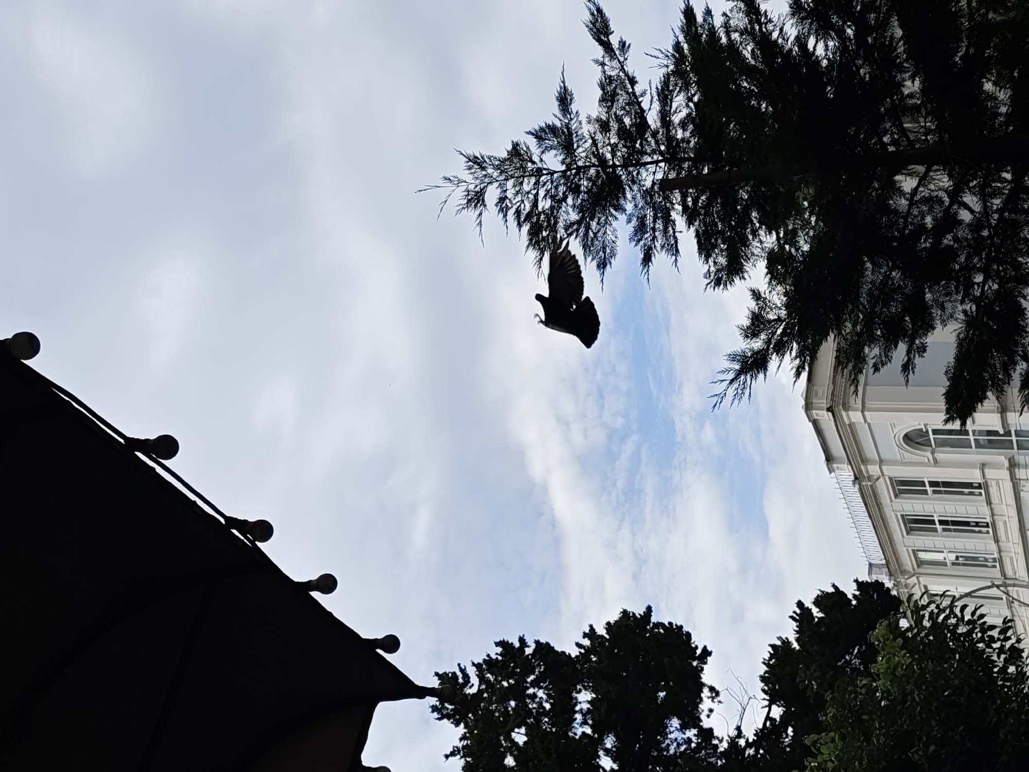 A pigeon is captured mid-flight against a cloudy sky, its wings spread as it soars past a silhouetted evergreen tree. The foreground features the dark silhouette of an awning with decorative lights hanging from it. In the background, a white building with multiple windows and a neoclassical architectural style is visible, partially obscured by the trees. The scene suggests an outdoor setting, possibly a park or a cafe, in Batumi, Georgia. The weather appears overcast, but with patches of blue sky peeking through the clouds.