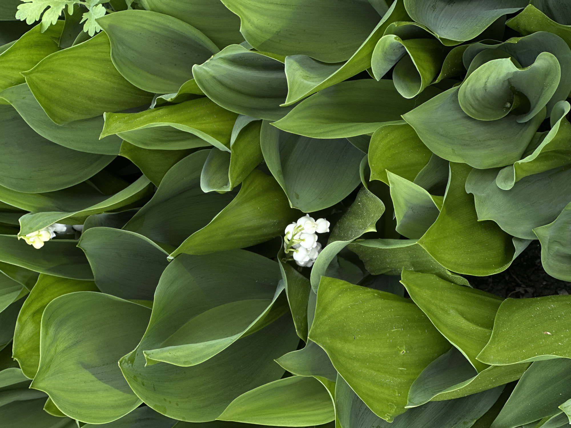 The image depicts a close-up view of lily of the valley plants, characterized by their broad, green leaves. Several clusters of small, white, bell-shaped flowers are visible amongst the leaves. The specific location in the city of Biysk, Russia cannot be determined from the image alone.