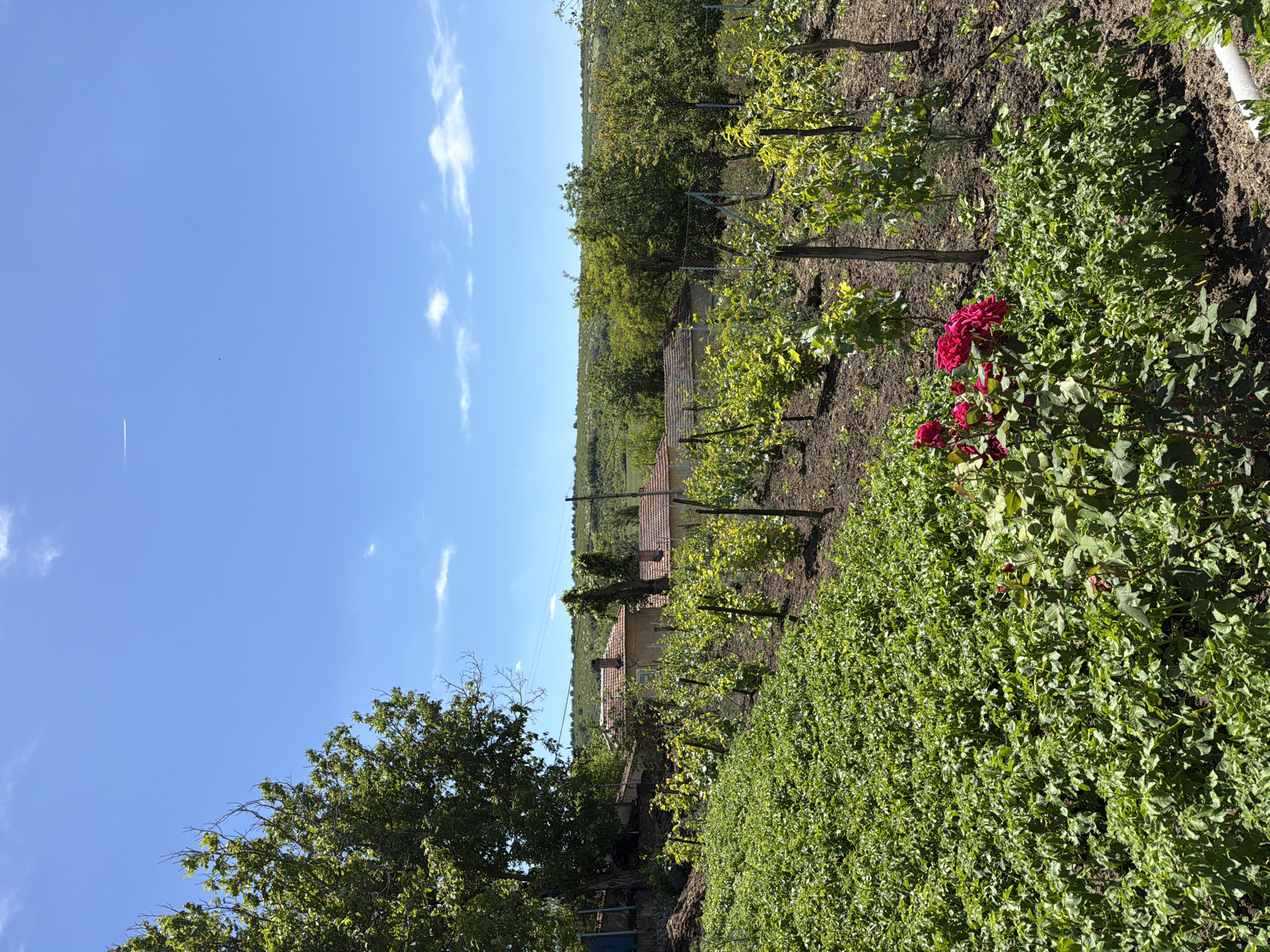 The image shows a landscape in Hotnitsa, Bulgaria, featuring a vineyard with rows of grapevines supported by wooden posts. A small building with a red tile roof is visible between the rows. The foreground is filled with dense green vegetation, including a rose bush with red blossoms. The sky is blue with scattered clouds. A contrail is present in the sky. The overall scene suggests a rural or agricultural setting.