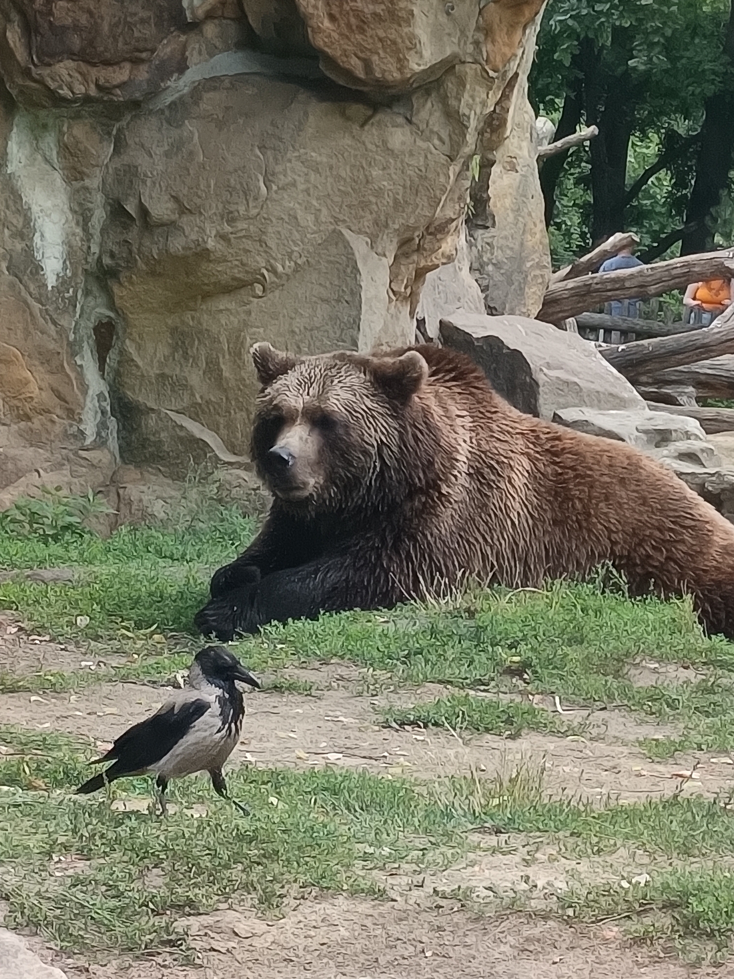 A brown bear lies on its side on a patch of grass in an enclosure, its head turned towards the left. In the foreground, a hooded crow stands on the grass, facing left and appearing to be walking. Behind the bear, a large rock formation is visible, with trees and a wooden fence in the background. Two people, one wearing a blue shirt and the other an orange shirt, are visible behind the fence. The scene appears to be in the Berlin Zoo, Germany.