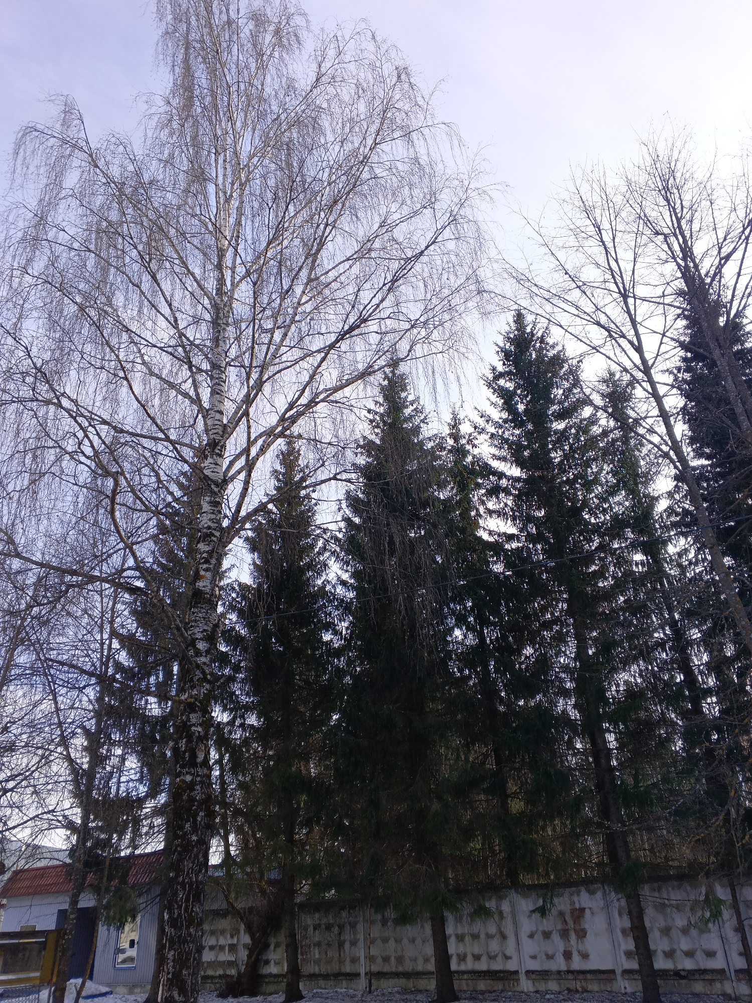 The scene is located in Красный Маяк, Russia, under an overcast, light grey sky indicative of diffused daylight. The image is dominated by a collection of trees and man-made structures. A large, leafless birch tree with prominent white bark and dark markings stands in the left foreground, its intricate bare branches extending towards the top of the frame. To its right and slightly behind, a dense line of several tall, dark green evergreen trees (likely spruces) forms a significant portion of the mid-ground. Other bare deciduous trees are visible on the far left and interspersed among the evergreens.
In the lower left background, partially obscured by tree branches, a light-colored building with a dark red sloped roof, a blue door, and a single window is visible. A concrete panel fence, featuring a repeating grid pattern and showing signs of weathering and staining, runs horizontally across the mid-ground, positioned behind the evergreen trees. The ground in the foreground and along the base of the fence is covered with a thin layer of snow. A dark, thin horizontal line, possibly a utility cable, traverses the image through the lower branches of the trees. No individuals are present in the frame.