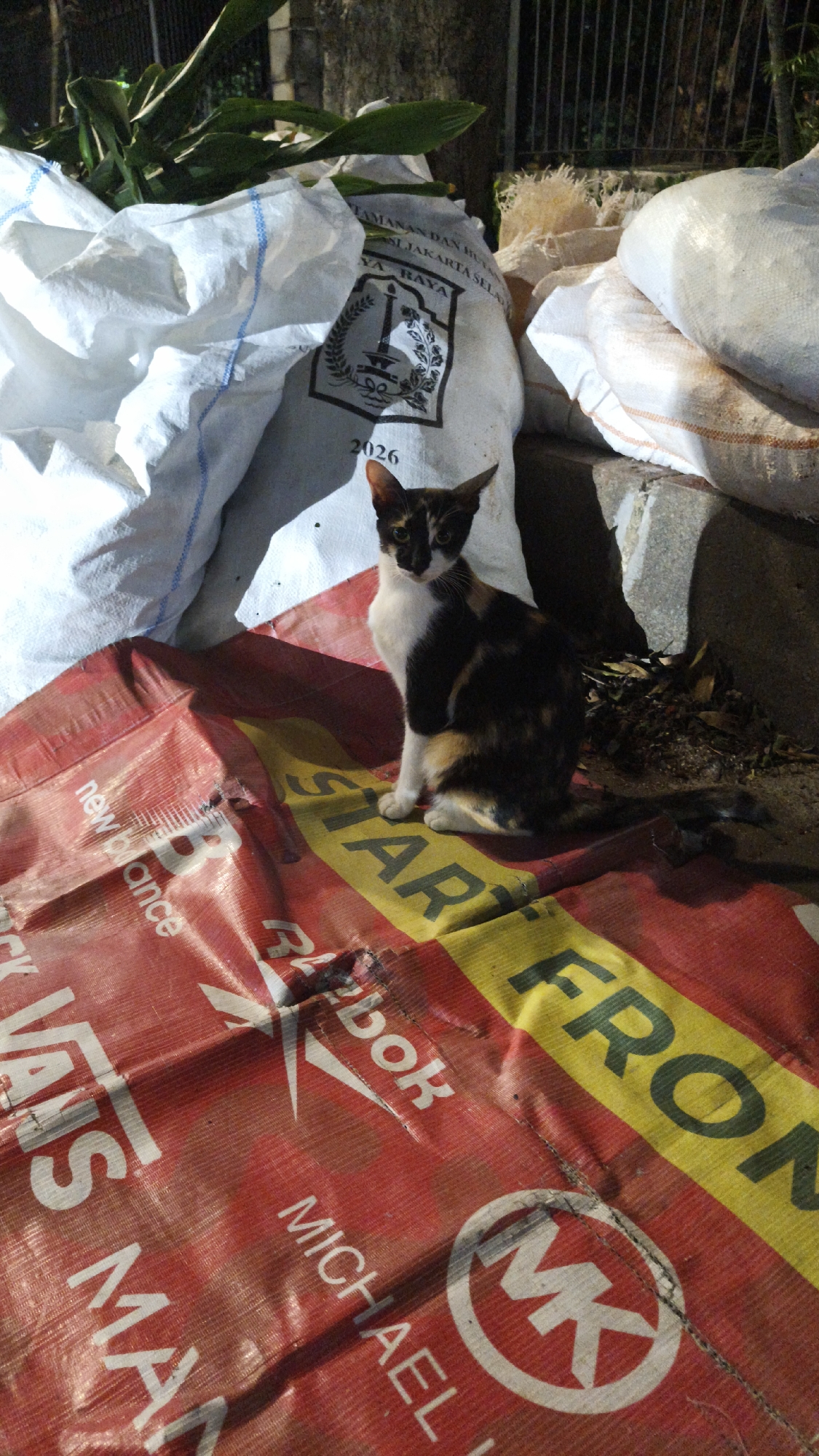 The image captures a calico cat sitting on a large, red tarp adorned with various brand logos and text, including "new balance," "VANS," "Reebok," "MICHAEL," and "START FRONT." The tarp is placed on the ground, possibly in an outdoor setting given the presence of dirt and leaves. Behind the tarp, several large white woven sacks are visible, some containing plant matter. The background suggests an urban environment with a concrete structure and fencing. The lighting indicates it is either dusk or nighttime. The cat is facing the camera, its gaze directed forward. The overall scene appears to be a candid shot of the cat in a somewhat cluttered, possibly neglected outdoor space within South Jakarta, Indonesia.