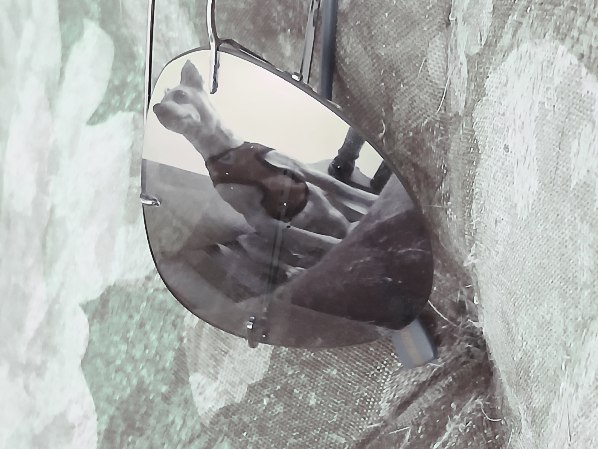 The image displays a close-up of a teardrop-shaped reflective object, likely a mirror or a large lens, suspended by a metallic hook. Reflected within this object is a light-colored dog, possibly a small breed like a rat terrier, shown from the chest up. The dog is looking upwards and to its left, and appears to be wearing a dark-colored harness or small jacket.
The background surrounding the reflective object is a textured surface with muted tones of light grey and subtle green. It resembles a woven fabric or a wall with an indistinct, mottled pattern. The lighting within the reflection is bright, suggesting either natural daylight or a well-lit indoor environment.
No specific activity is captured beyond the static reflection of the dog. There are no human subjects visible, and thus no emotions can be inferred. The image lacks any specific location cues, weather indicators, or visible text. The provided context of "Ciudad Guayana, Venezuela" is not visually supported by elements within the image.