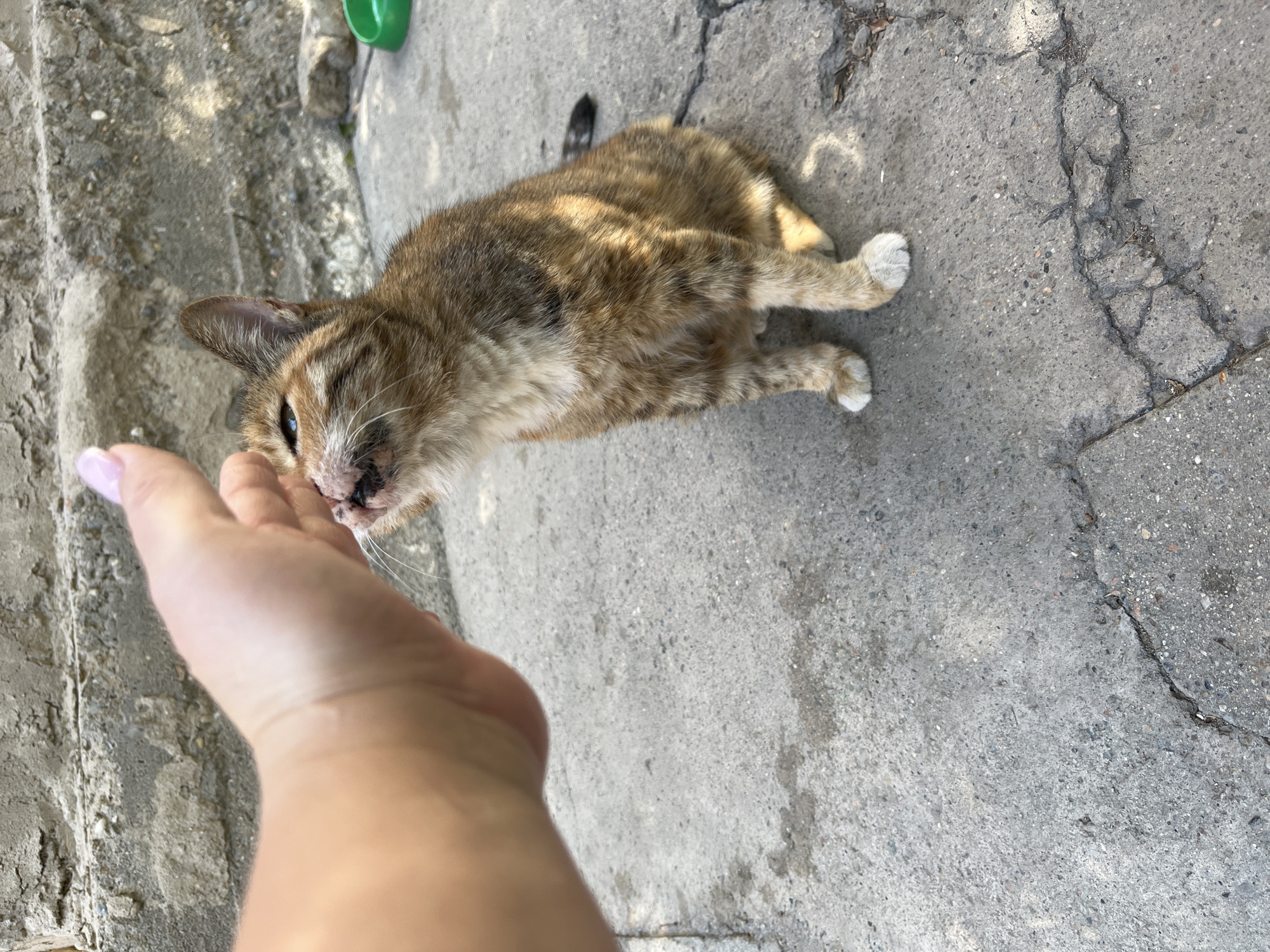 A close-up, high-angle shot shows a person's hand gently petting a small, tabby kitten. The kitten is sitting on a cracked concrete surface with a rough, textured concrete wall in the background. The kitten has brown, black, and white fur and is looking up at the hand. A small green object, possibly a bowl, is visible in the background. The scene appears to be outdoors, possibly in an urban setting. The image does not contain any specific visual cues that can identify the location as the city administration of Taraz, Kazakhstan.