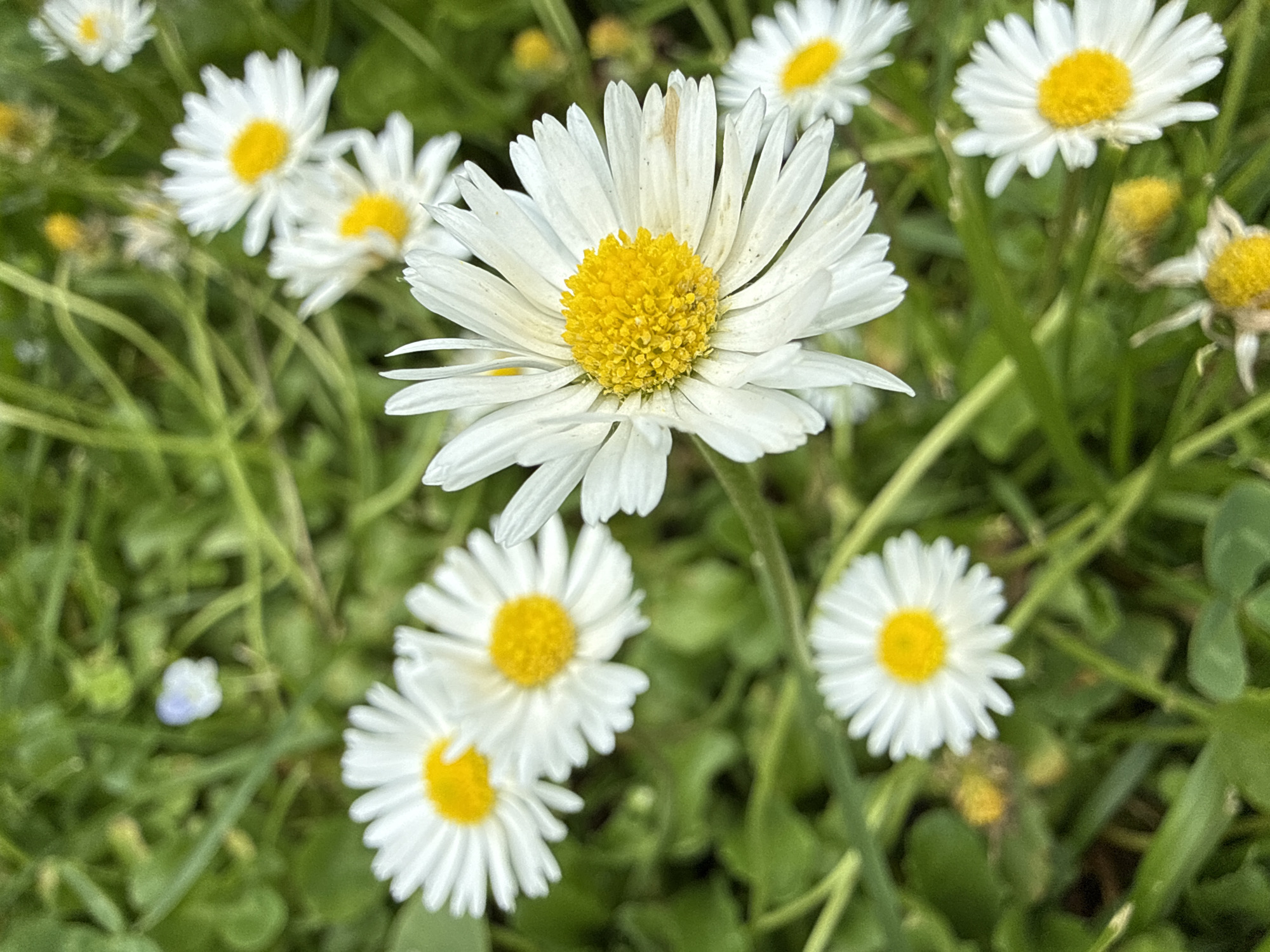 A close-up, eye-level, outdoor shot features a cluster of daisies in a patch of green grass. The daisies have white petals and yellow centers. The focus is on a large daisy in the foreground, with smaller daisies and green grass filling the rest of the frame. A tiny, out-of-focus blue flower is visible in the upper left quadrant. The image does not depict any people, actions, or interactions, and provides no information about its location in Moscow, Russia.