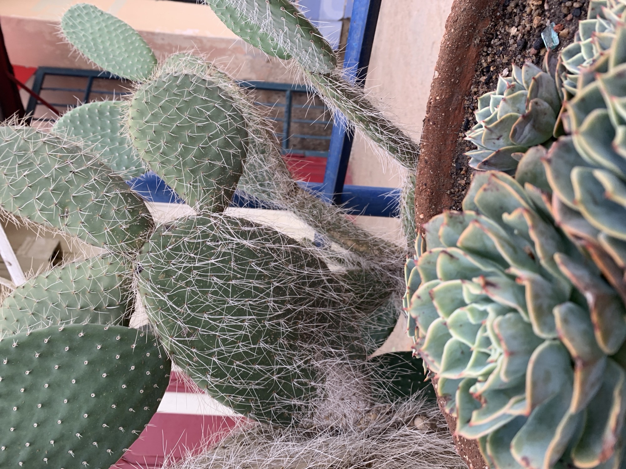 This image captures a close-up, static scene of potted succulent plants, located in Rafin Par, Nigeria. The foreground features multiple Echeveria succulents arranged in rosettes. The largest rosette, positioned centrally in the immediate foreground, exhibits plump, blue-green leaves with reddish-brown margins, slightly out of focus. Smaller Echeveria rosettes are visible behind it and to its right. These succulents are planted in a reddish-brown, unglazed terracotta-style pot filled with dry, granular soil containing small stones. A small, light blue shard, possibly glass or plastic, is embedded in the soil near the smaller succulents.
Dominating the midground and background is a large, multi-stemmed cactus, identified as a species of Opuntia (prickly pear). The cactus displays various cladodes (pads) of different sizes and textures. Some pads, particularly in the upper left and upper right, are flatter and smoother, dotted with small, sparse white areoles. Other sections of the cactus, especially the central and lower portions, are densely covered with numerous long, fine, white, hair-like spines and glochids, giving them a fuzzy appearance. The cactus pads are a vibrant green color.
The background consists of architectural elements. On the left, a vertical red stripe or pillar is partially visible. Towards the center-right, a dark blue or teal horizontal bar, possibly part of a railing or fence, runs behind the lower part of the cactus. Behind this bar, a darker rectangular window frame with vertical bars is discernible against a light orange or peach-colored wall. Further to the top right, a section of a yellow or light tan wall is visible. No people are present in the scene, and no specific actions or interactions are depicted. The lighting indicates daylight conditions.