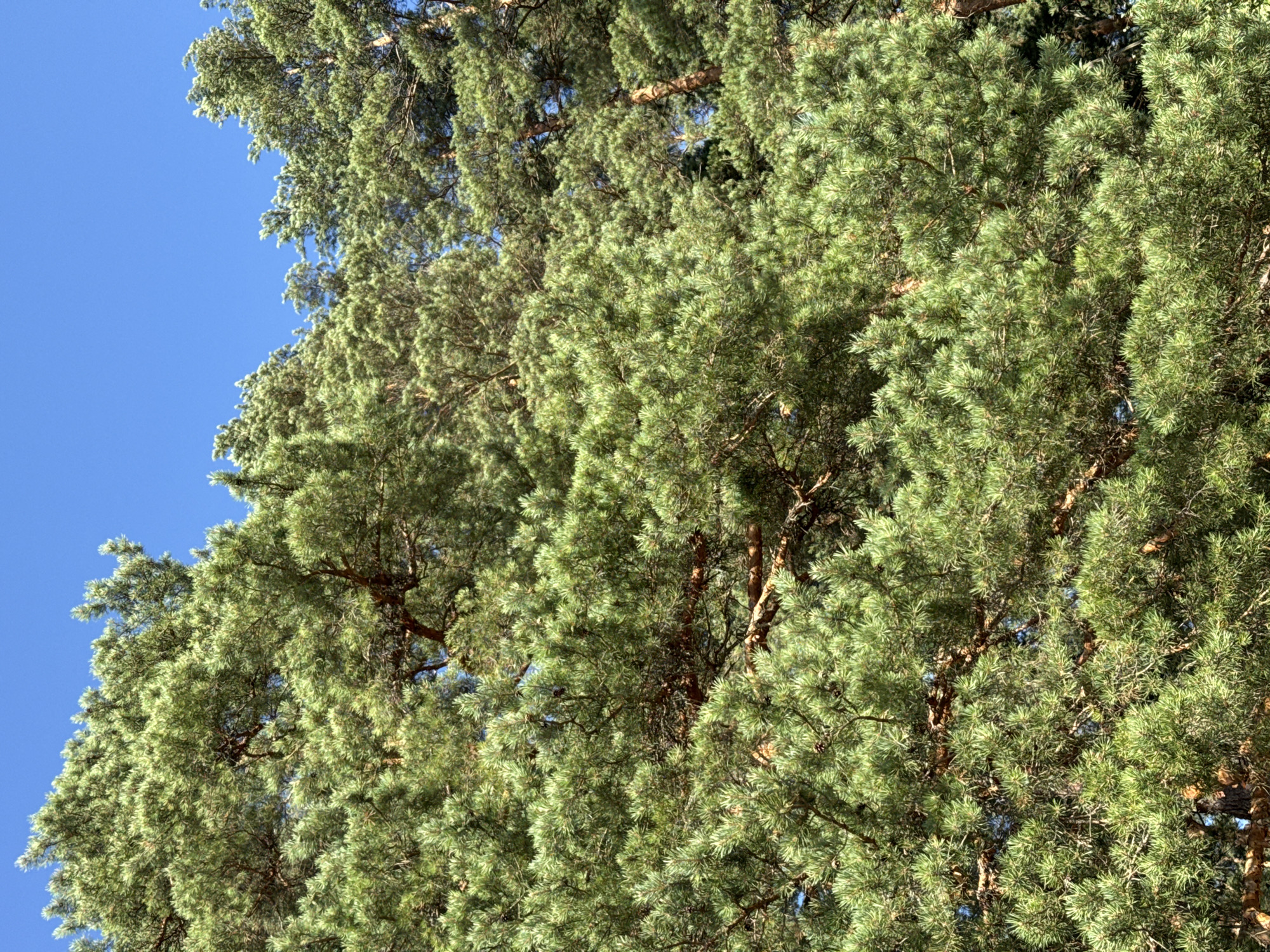 The image shows a dense canopy of pine trees against a clear blue sky. The focus is on the intricate details of the pine needles and branches, with sunlight filtering through the foliage, creating areas of light and shadow. The pine cones are visible interspersed within the branches. The scene depicts a natural environment, likely a forest or park area. There are no people or man-made structures visible in the image. The overall impression is one of natural abundance and the vibrancy of coniferous vegetation.