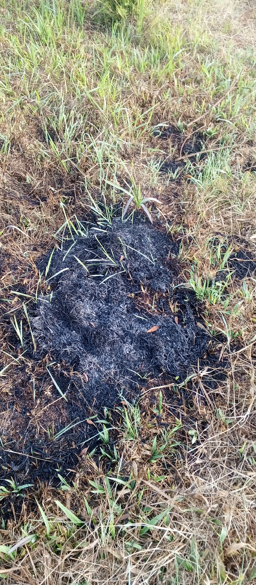 The image depicts a patch of ground in Yakkurugala, Sri Lanka, with a circular area of black ash in the center, indicative of a fire. The surrounding ground is covered with dry grass and some sparse green vegetation. The ash appears to be composed of fine particles and some larger charred fragments of organic material. The scene is outdoors, with natural lighting. There are no people or animals visible in the image. The environment appears to be an uncultivated or natural area, possibly a field or a roadside verge. The ash mound is approximately one meter in diameter.
