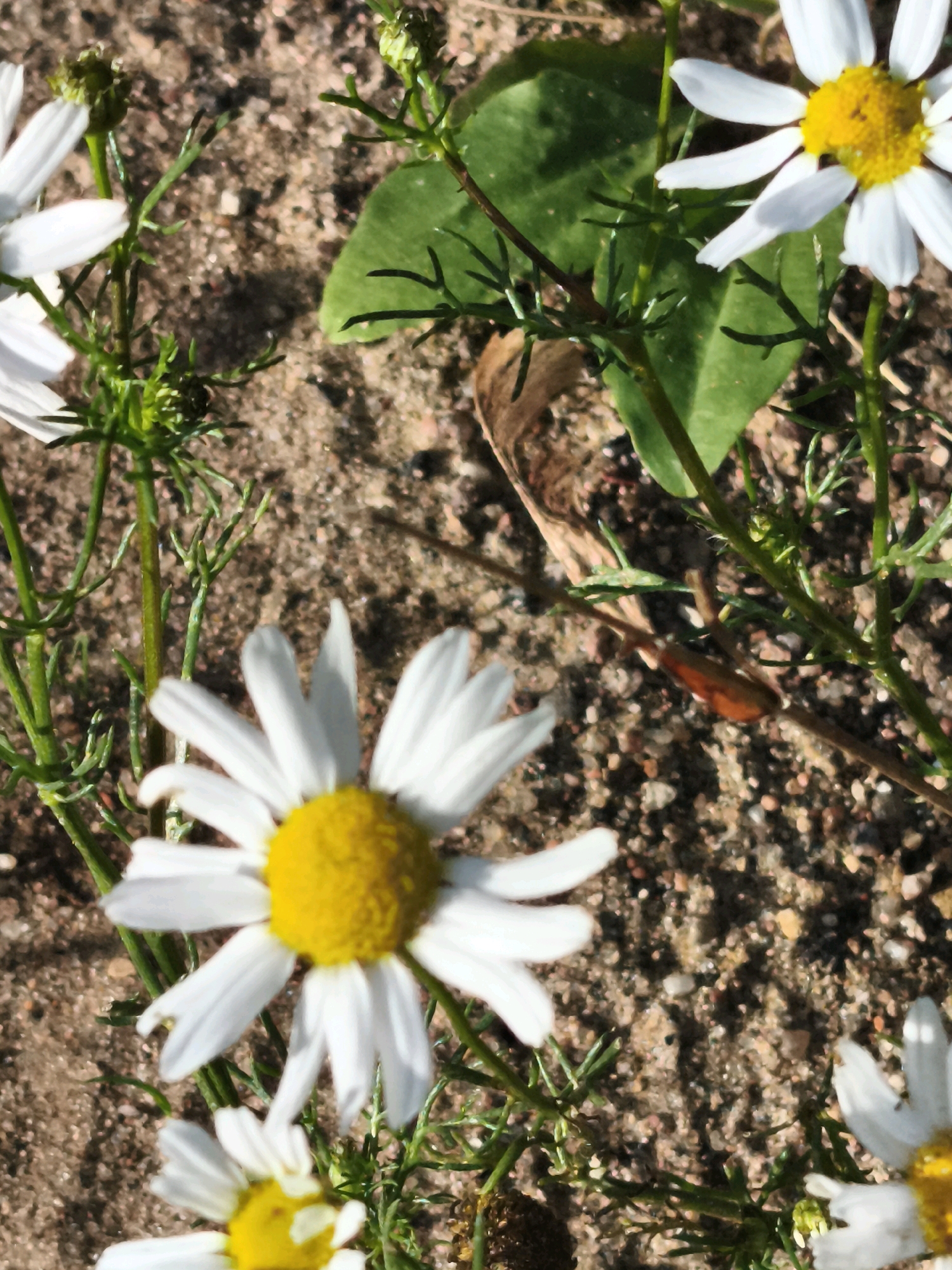 A close-up, ground-level view captures a cluster of white daisy-like flowers with yellow centers scattered across sandy soil. The flowers are in various stages of bloom, with some fully open and others still in bud. Delicate green stems and feathery foliage weave between the flowers, creating a natural, wild appearance. The background consists of a textured mix of sand and small pebbles, suggesting an outdoor, perhaps uncultivated, environment. The lighting appears natural, casting soft shadows and highlighting the bright colors of the flowers against the muted tones of the soil.