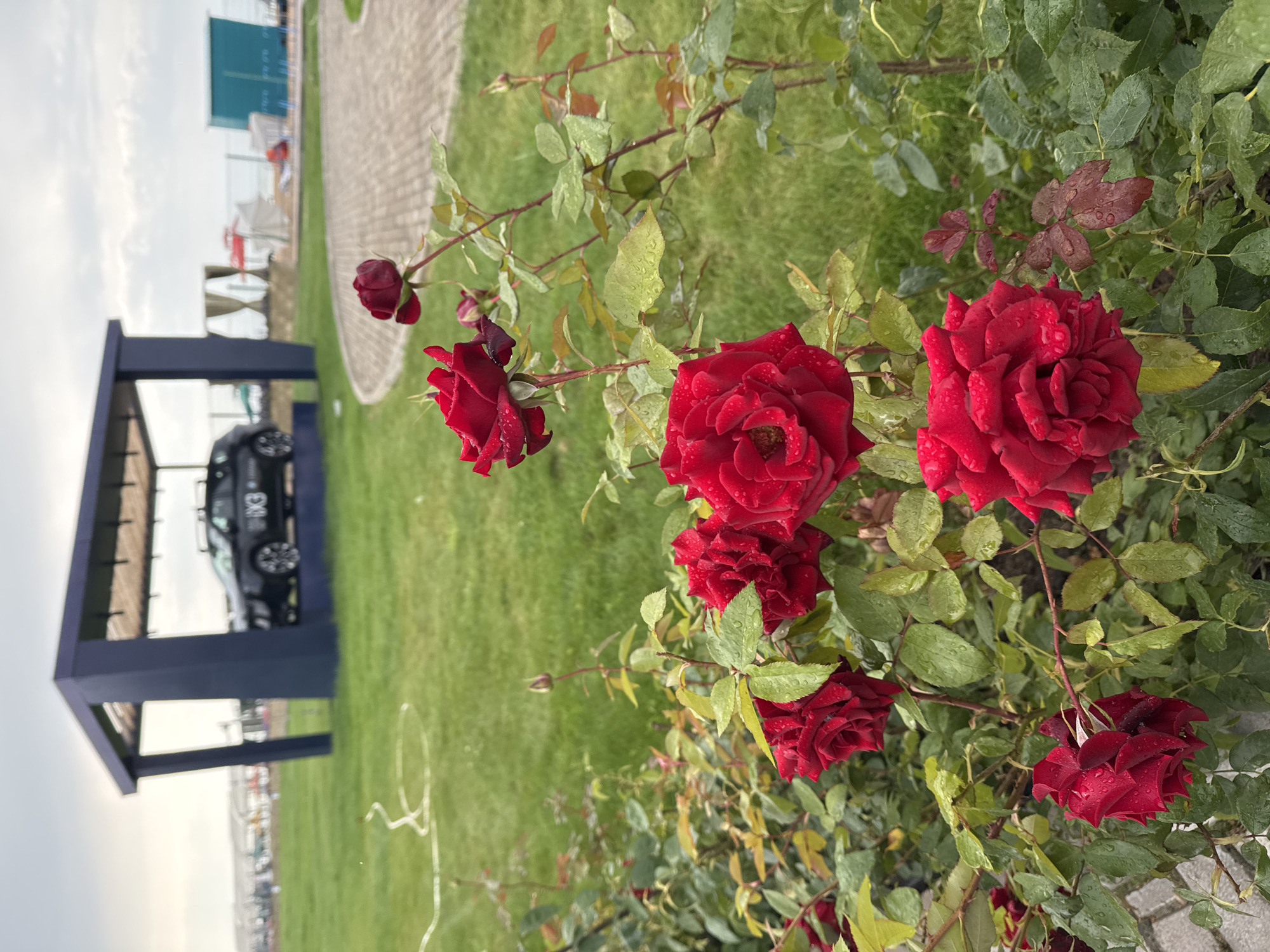 A lush green lawn surrounds a dark blue structure that is open on two sides and has a light brown roof. A dark-colored SUV with the emblem "IX3" on its side is parked beneath the structure. In the foreground, a cluster of vibrant red roses with water droplets on their petals is in full bloom. The roses are a prominent feature, with several large blooms and buds. The background depicts a hazy sky and hints of a beach resort with lounge chairs and umbrellas. The scene appears to be set in Sary-Oy, Kyrgyzstan, possibly at a promotional event or an exhibition near the shore of Lake Issyk-Kul.