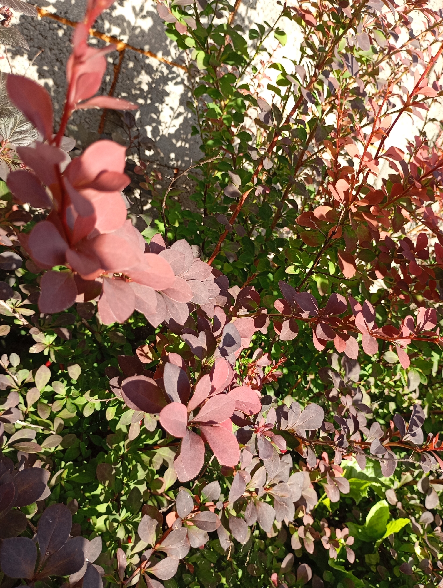 The image shows a close-up view of a barberry bush with vibrant red and green leaves. The leaves are small and oval-shaped, with some appearing to be a deep burgundy or purple color, while others are a bright, vivid red. The bush is dense and overgrown, with thin, thorny branches extending throughout. Sunlight dapples through the leaves, creating areas of light and shadow. In the background, a textured wall or fence can be seen, casting a shadow from what appears to be foliage or other objects. There are no people or animals visible in the image. The scene suggests an outdoor environment, possibly a garden or yard. Given the location of Фоки, Russia, this could be a common ornamental plant found in a residential or public space within the city.