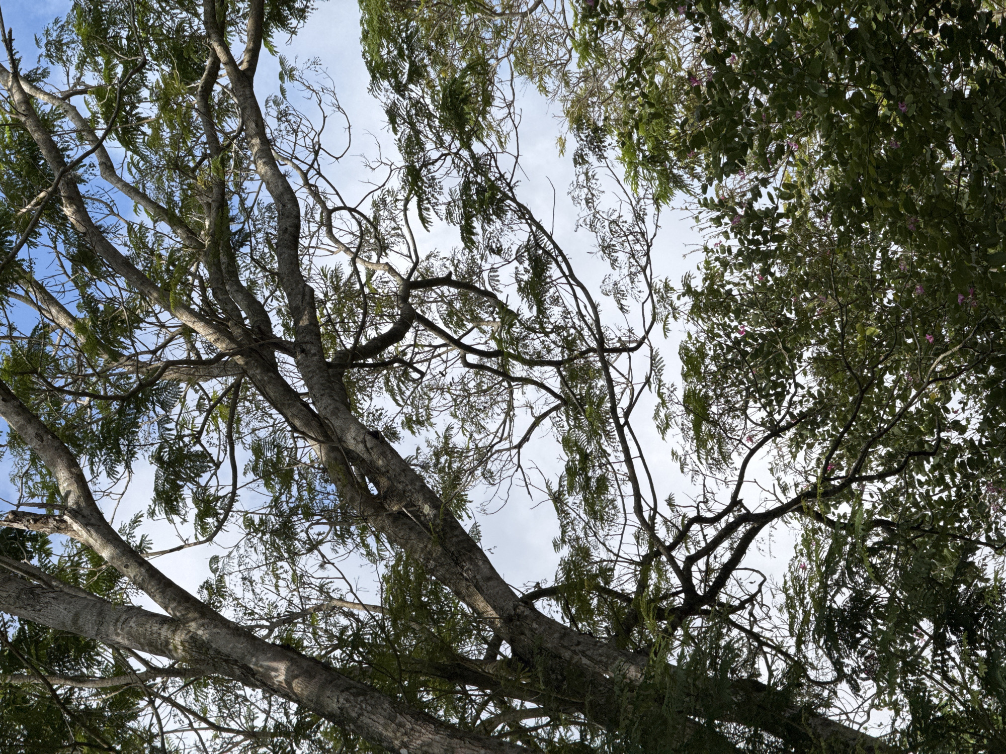 The image depicts a view looking up through a canopy of trees against a partly cloudy sky. The trees on the left are primarily bare branches with some sparse green foliage, while the trees on the right are more densely covered in green leaves, some with small pink flowers. The location is likely in Kuta Selatan, Indonesia, though there are no specific visual cues within the image to confirm the location directly. The scene does not include any people, subjects, objects, actions, or interactions, other than what is expected in a natural environment.