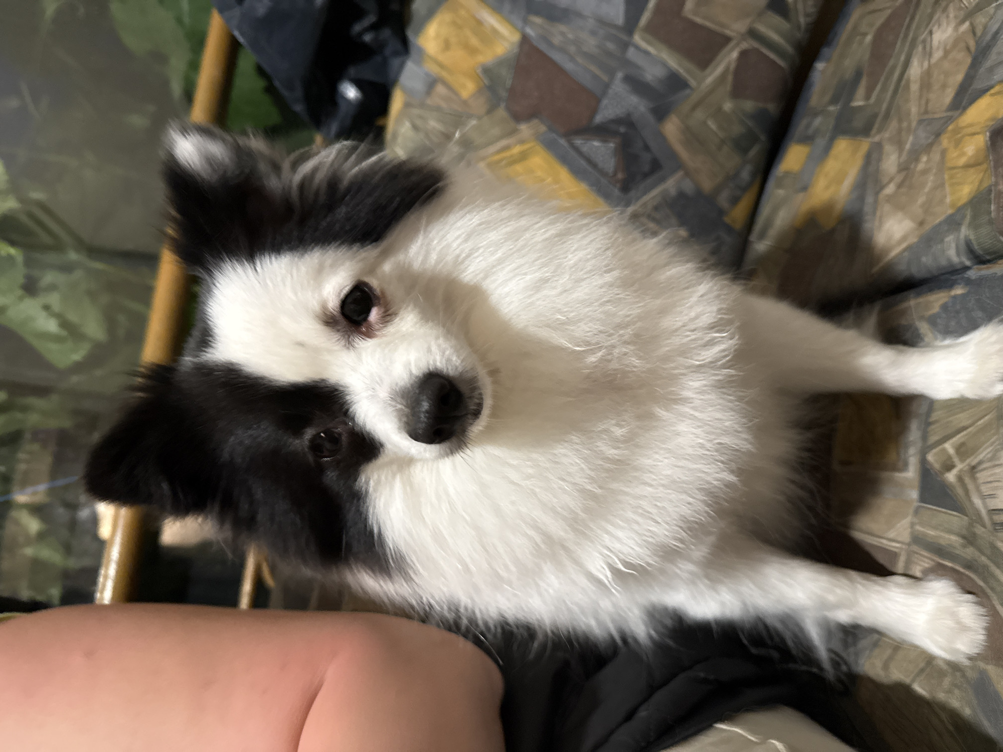 A close-up, slightly angled, eye-level shot shows a small, long-haired dog with black and white markings laying on a patterned sofa. The dog has black markings around its eyes and ears with a white face and body. The sofa has a geometric pattern in shades of brown, grey, and yellow. A fleshy arm and black clothing appear in the lower left corner of the frame. The setting appears to be indoors. There is no indication of Sarnevo, Bulgaria.