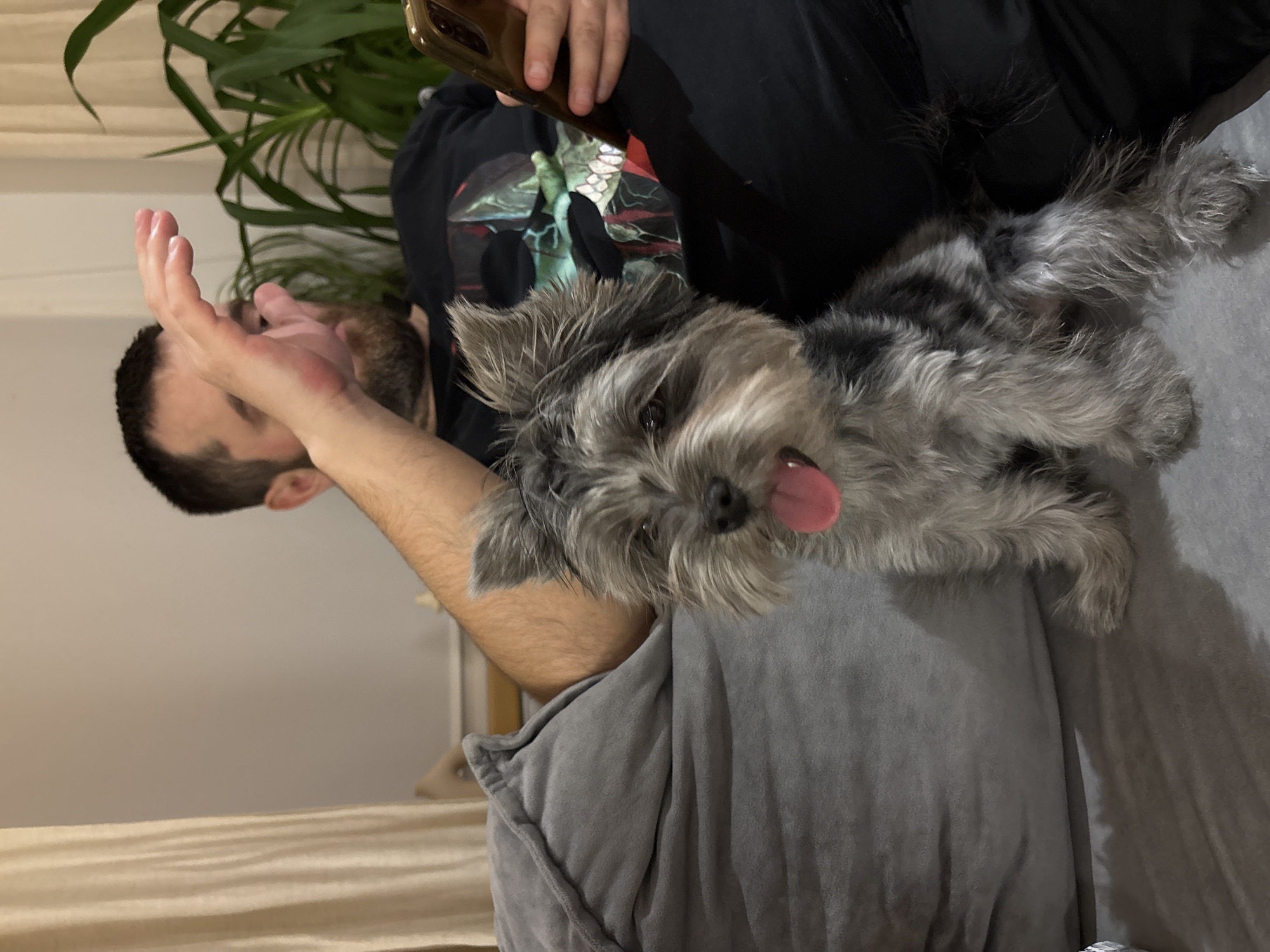 The image, rotated 90 degrees counter-clockwise from its likely original orientation, captures a candid indoor moment featuring a person and a dog.
In the center of the frame, a small, shaggy-haired dog with grey and white fur is prominently featured. Its head is turned towards the viewer, and its pink tongue is playfully sticking out, indicating a happy or relaxed demeanor. The dog's ears are perked up, and its dark eyes are looking directly at the camera. Its body, covered in soft, textured fur, is stretched out, with its hind legs partially visible towards the bottom right of the frame, resting on what appears to be a soft, grey cushion or blanket.
To the left and behind the dog is a person, mostly visible from the chest up. The person has short, dark hair and a beard. Their face is partially obscured by their right hand, which is held up near their face, as if in mid-gesture or resting. The person is wearing a black t-shirt with a graphic design visible on the chest, featuring green and reddish tones, possibly an artistic skull or creature. The person's left arm is draped over what appears to be a black pant or blanket, and they are holding a smartphone with a brown or bronze-colored casing in their left hand, suggesting they might be casually interacting with the device.
The background elements are somewhat out of focus. To the upper left, behind the person's head, are green plant leaves, adding a touch of natural color to the scene. The overall setting appears to be a comfortable indoor space, possibly a living room or bedroom, indicated by the soft furnishings and relaxed posture of the subjects. The lighting is soft, suggesting an indoor environment, possibly evening or artificial light. There is no visible text in the image. The mood of the photo is warm and domestic, highlighting the bond between the pet and its owner.