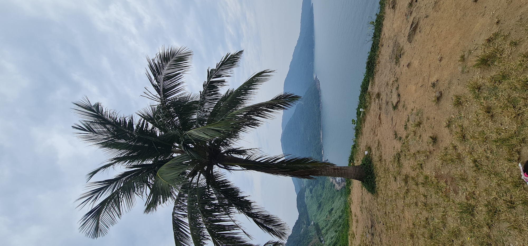 The image presents a scenic coastal landscape, captured from a elevated viewpoint, likely in Đà Nẵng, Vietnam. A prominent palm tree stands in the left foreground, its trunk slightly angled, and its abundant, dark green fronds spread across the upper half of the frame, partially obscuring the sky and distant view.
The background reveals a vast expanse of calm, blue-grey sea stretching into the distance. Along the horizon, a series of mountains or hills, covered in verdant foliage, line the coastline, gradually receding into a soft atmospheric haze. The sky above is light grey and overcast with diffused clouds, suggesting a bright but cloudy daytime.
The ground in the foreground is composed of dry, light brown earth interspersed with patches of sparse green and yellowish grass. The overall scene conveys a tranquil, natural environment. No people or specific activities are discernible in the image, nor is any text visible. The lighting is soft and even, typical of an overcast day.
