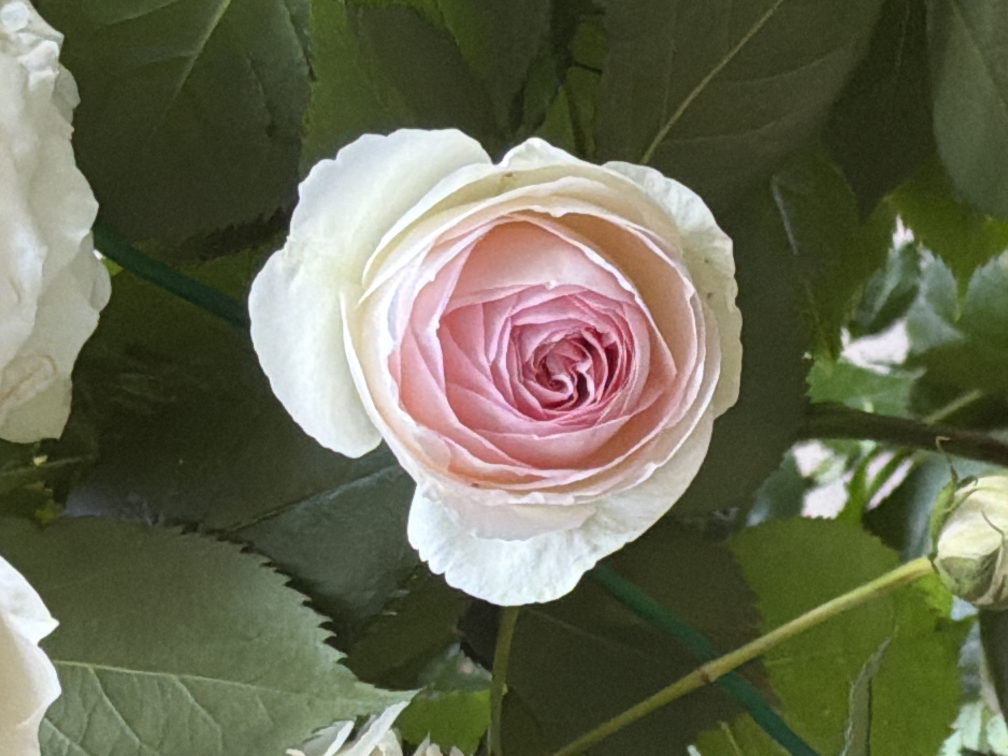 This is a close-up, eye-level, vertical shot of a light pink and white rose in bloom, set against a background of dark green rose leaves. The rose is centrally located and takes up the majority of the frame. Its petals are tightly spiraled towards the center, with the color deepening to a rich pink at the core. The outer petals are lighter, transitioning to white at the tips. The leaves are large and textured, with visible veins and serrated edges. The lighting is natural and diffused, casting soft shadows. The overall impression is one of delicate beauty and natural symmetry. There are no people or animals visible. The image does not contain information about its location in Sofia, Bulgaria.