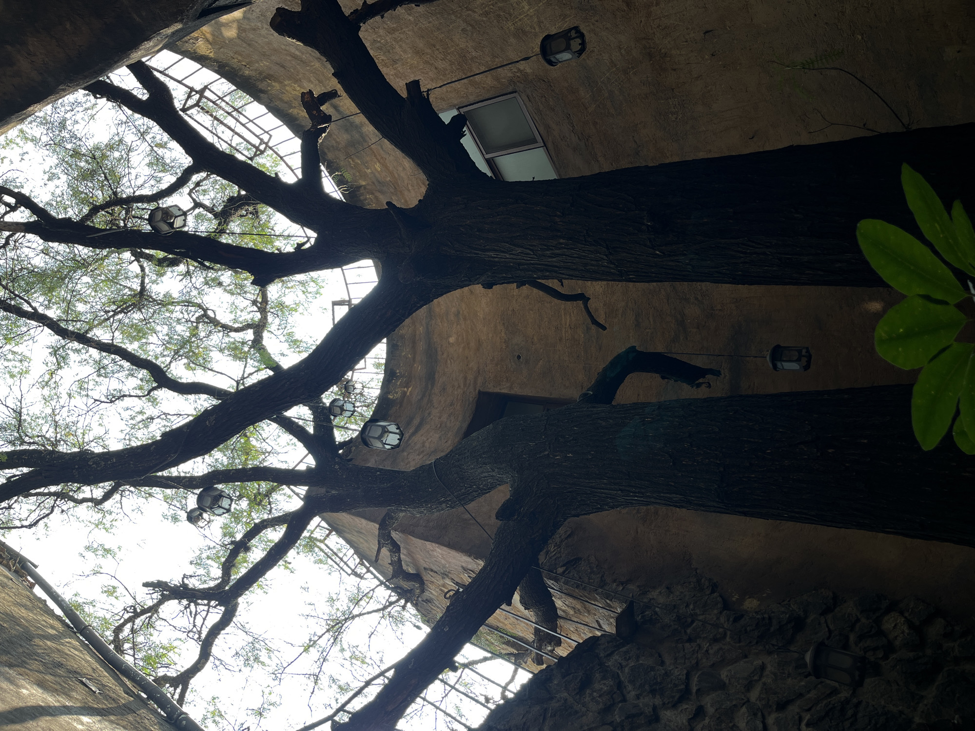A low-angle shot reveals two large trees, their branches interwoven and reaching towards a partially obscured sky, within a building structure in Domingo Arenas, Mexico. The walls are a textured beige, and there are small, decorative lanterns hanging from the building. A window can be seen. Parts of the building have been built from stone. Some green leaves can also be seen on the top right of the frame.