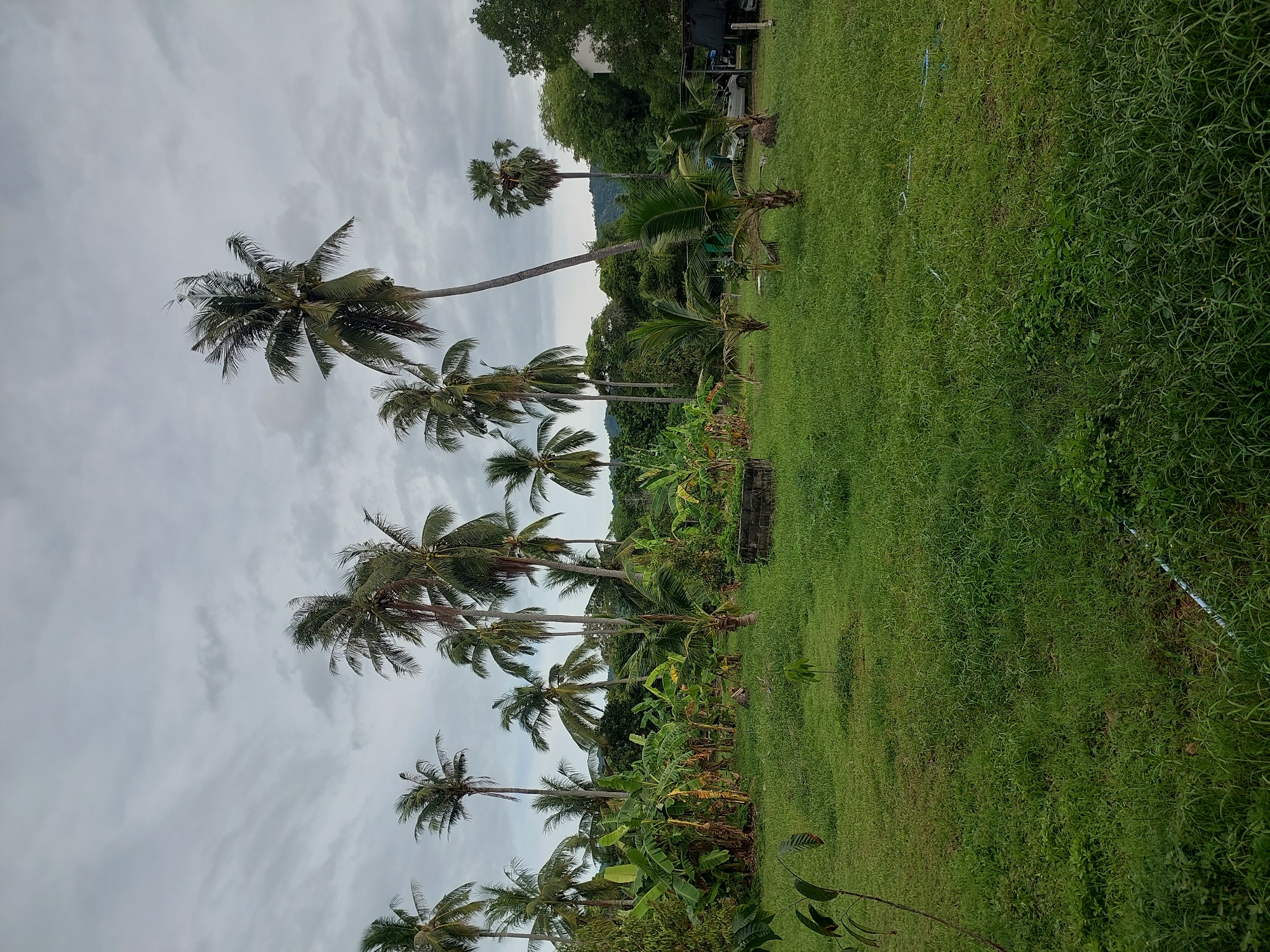 This is a landscape photo taken from ground level in Baan Mae Nam, Thailand. The scene features a lush, green grassy field on the right side of the image, stretching into the distance. A line of palm trees stands tall on the left, with some smaller banana plants and other tropical vegetation interspersed at their base. The sky above is overcast and cloudy, suggesting a temperate or perhaps rainy day.
The perspective of the photo is rotated, making the scene appear on its side. This orientation, along with the cloudy sky and abundant greenery, creates a tranquil and natural atmosphere. There is no visible text in the image. The overall impression is one of natural beauty and a tropical environment.