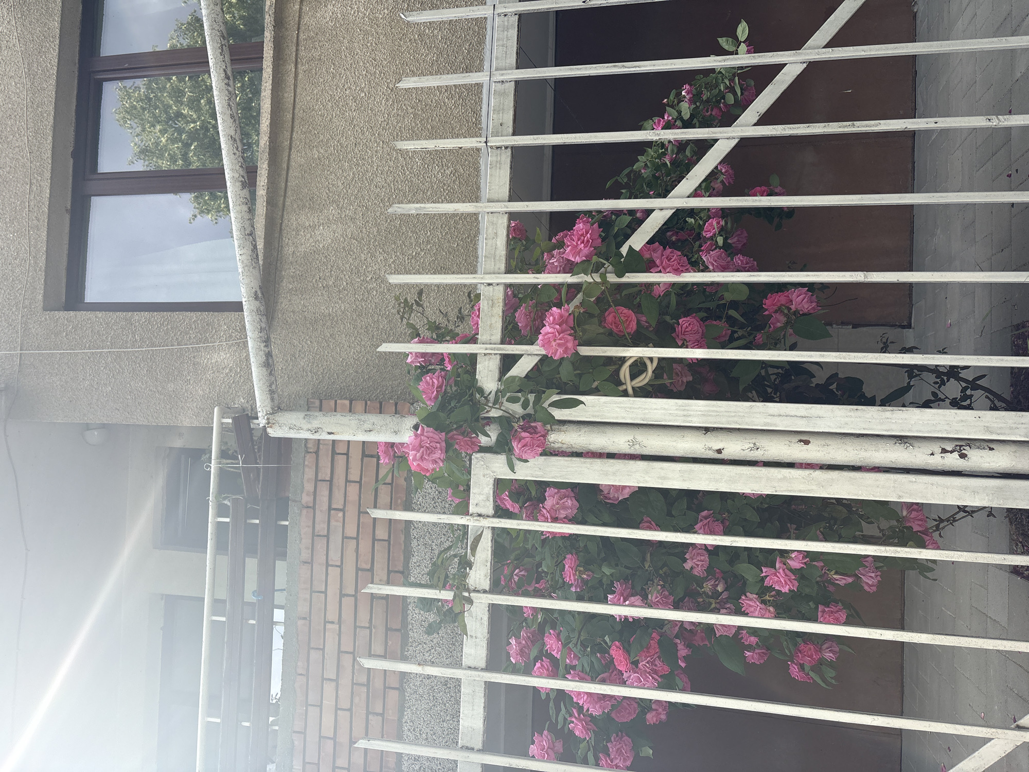 The image depicts a building facade with a window and a security grate. Pink roses are growing through the grate. The building has a brick portion and a stucco portion. A window is visible on the stucco portion and possibly another window is visible on the brick portion. There are no people visible. The location is not specified in the image.