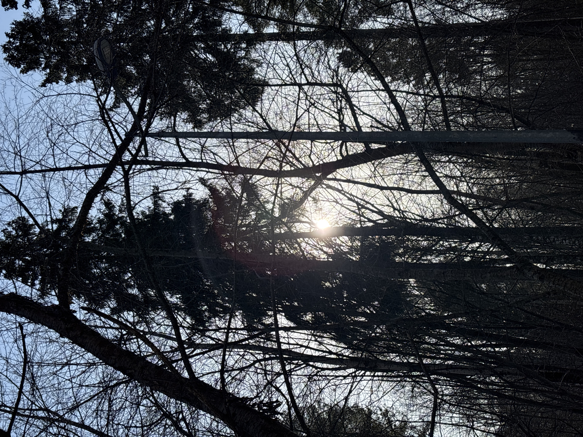 The image presents a view through a dense network of tree branches, primarily silhouetted against a bright sky with the sun visible through the foliage. A utility pole or other similar structure is also visible within the branches. The exact location in Perm, Russia, is not determined by this image.