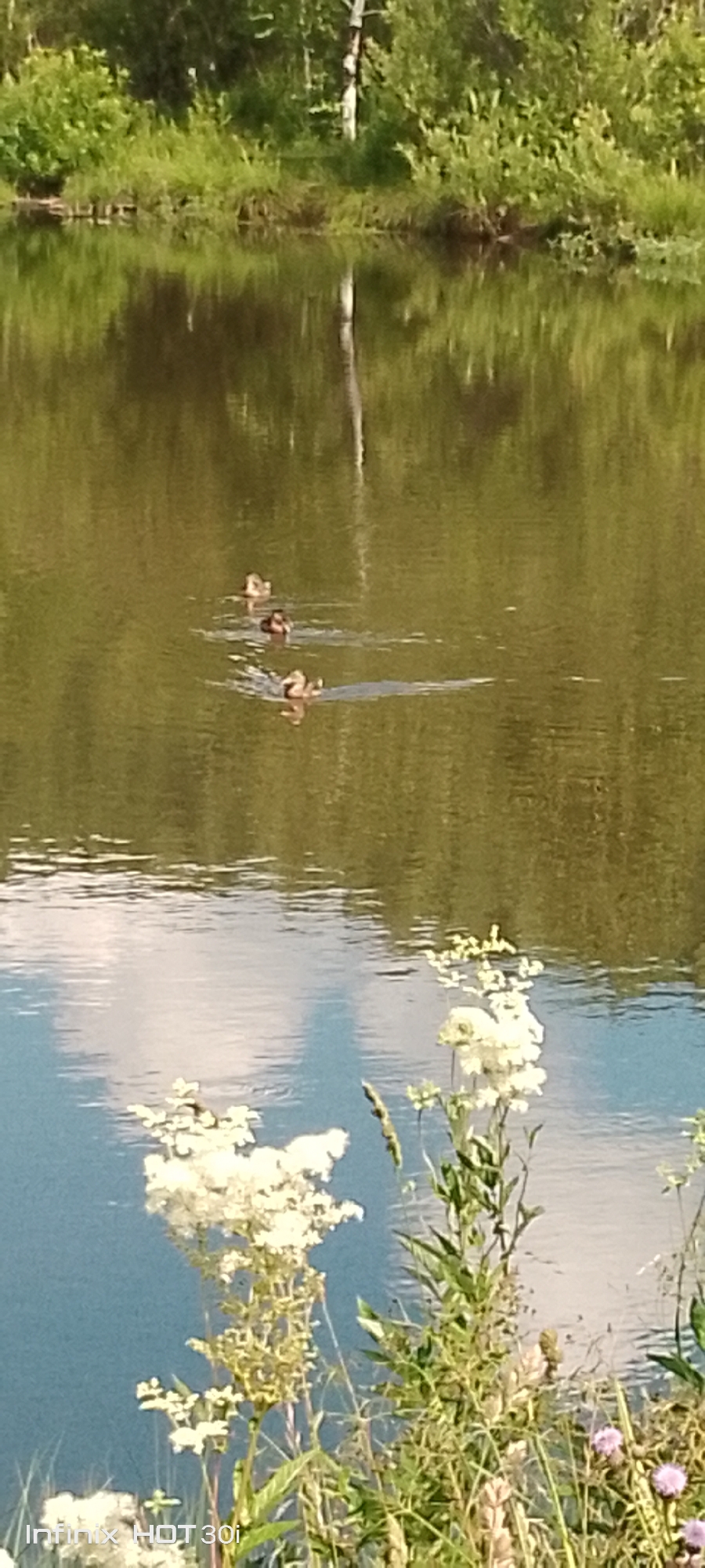A group of ducklings are swimming in formation across a calm body of water. The water reflects the lush green foliage and trees lining the bank. In the foreground, delicate white flowers and green vegetation are visible. The scene suggests a natural, serene environment, likely a riverbank or lake in the city of Kedrovy, Russia, known for its natural beauty and proximity to forests and water bodies. The image captures a moment of peaceful wildlife activity amidst a tranquil landscape.