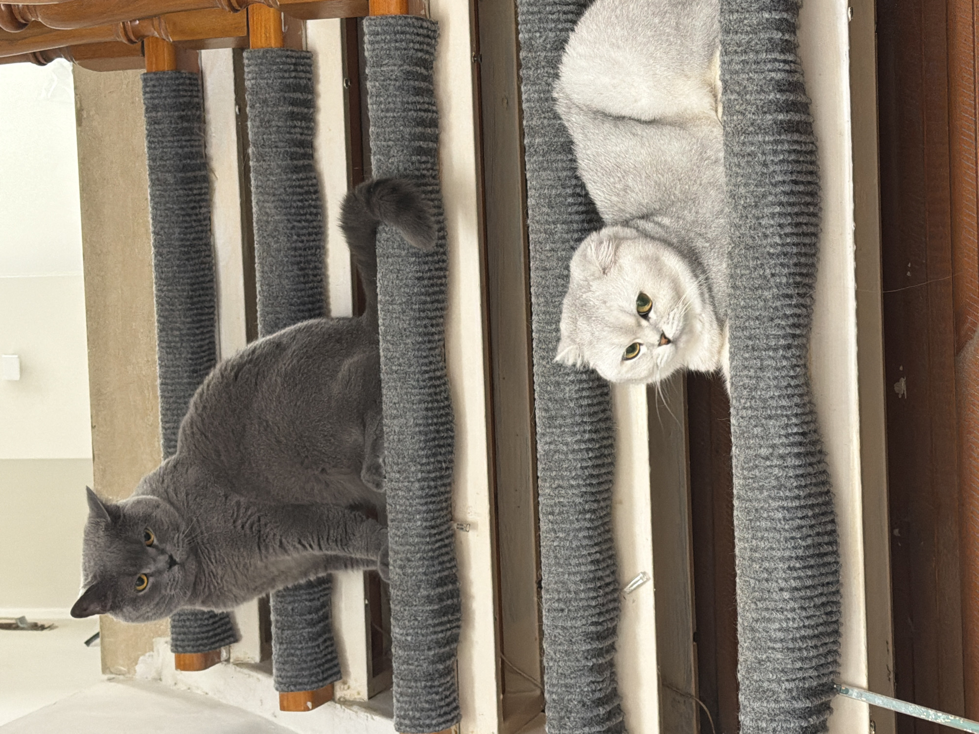 Two cats are situated on a carpeted staircase. The upper cat, a solid grey British Shorthair, is perched upright on a step, facing the camera with a stern expression. Below it, a silver-shaded Scottish Fold cat reclines comfortably on another step, its head turned to the side, with its ears folded. The staircase appears to be indoors, likely within a residential building, as indicated by the wooden banister and the carpeted steps. The overall lighting suggests an indoor environment with diffused light. The image does not contain any elements that would suggest a specific location in Rome, Italy.