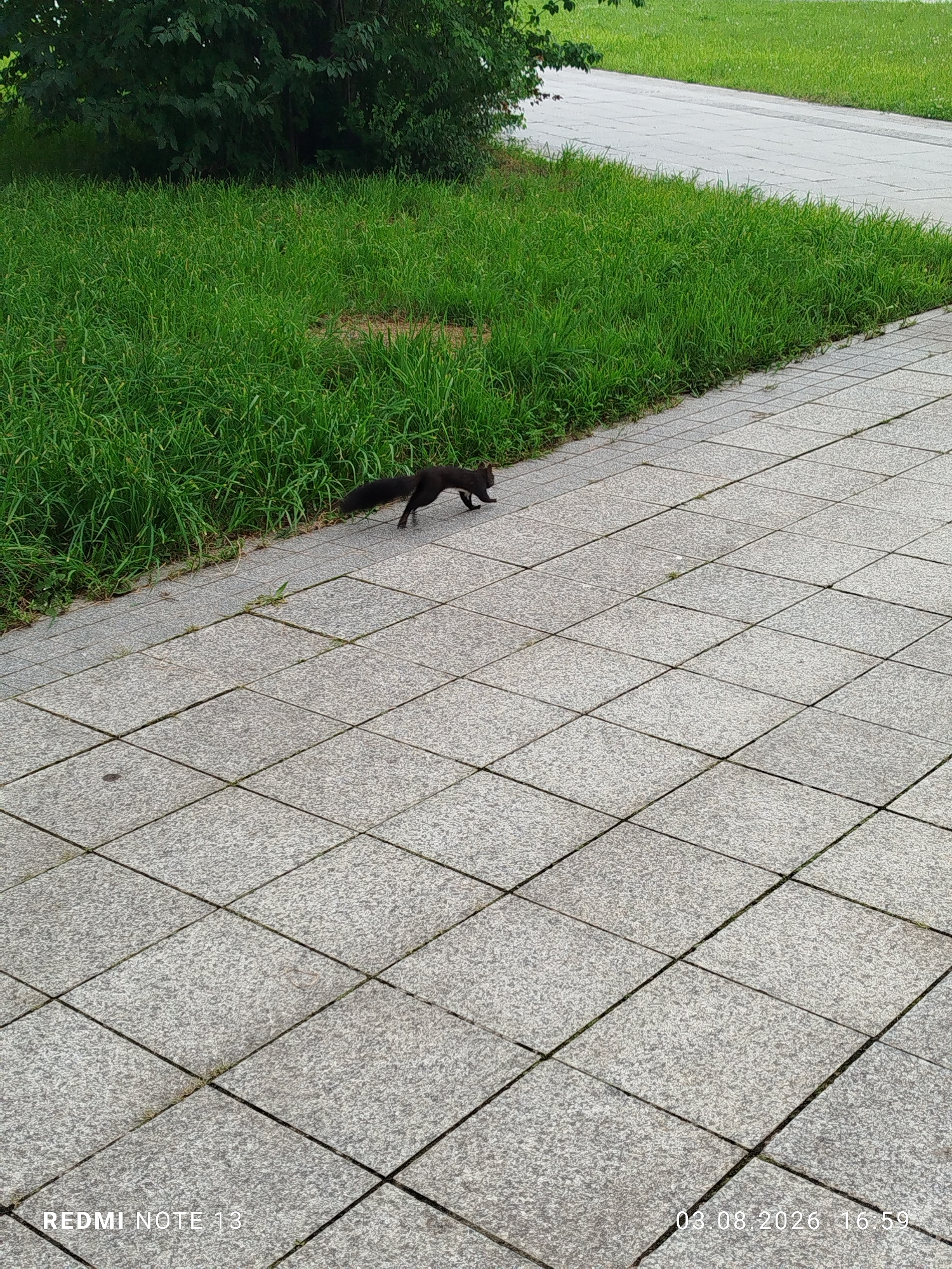 A dark-colored squirrel is captured in motion on a paved walkway in Blagoveshchensk, Russia. The squirrel is positioned in the center-left of the frame, facing right and appearing to be running. The walkway is constructed of large, square, light-gray granite tiles laid in a diagonal pattern. To the left of the walkway, there is a strip of lush green grass, and beyond that, a dense cluster of dark green foliage, suggesting trees or bushes. A portion of a paved path or road, also appearing light-colored, is visible in the upper right quadrant of the image, bordered by more green grass. The image appears to be taken from a slightly elevated perspective. The bottom left corner shows the text "REDMI NOTE 13" and the bottom right corner displays "03.08.2026 16:59".