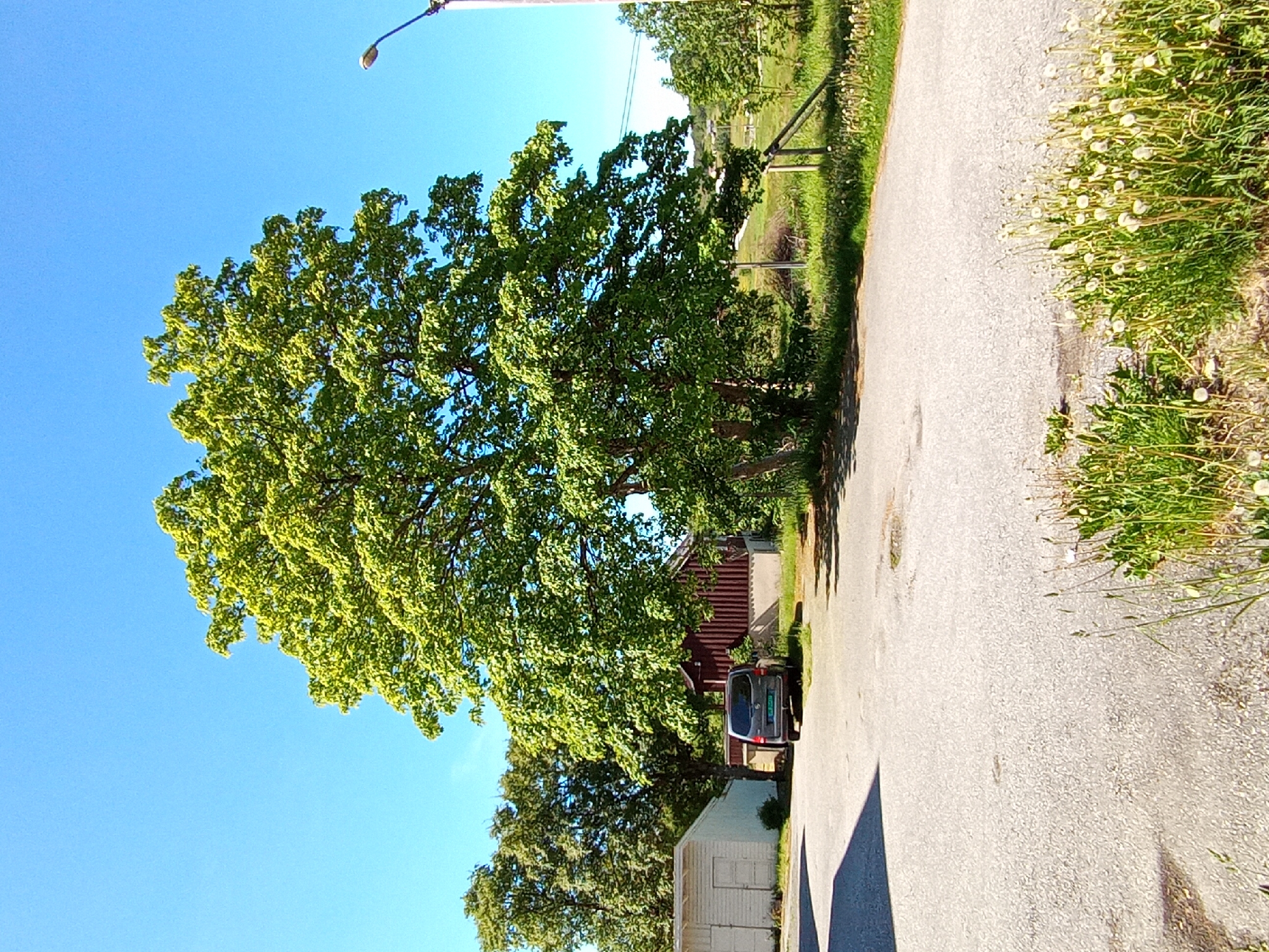 The image displays an outdoor scene under a clear, bright blue sky on a sunny day in Unknown, Unknown. A large, prominent deciduous tree with dense green foliage occupies the central and upper-mid sections of the frame. To its left, another smaller tree is partially visible. A paved asphalt surface, showing minor stains and wear, constitutes the foreground and extends into the mid-ground, where it transitions to grassy areas. In the lower right corner of the paved area, a strip of grass with numerous dandelions, predominantly in seed form, is present.
On the left side of the mid-ground, a white, single-story utility building or shed with a white door and light-colored siding is visible. Behind and to the right of this building, partially obscured by trees, is a larger building with dark red vertical siding and a lighter-colored foundation. A dark-colored minivan or small SUV, with visible Norwegian license plate "DJ 25488", is parked facing away from the viewer, positioned between the white and red buildings, partially under the shade of the large central tree.
To the far right, a street light pole with a single lamp head extends upwards into the clear sky. Further to the right of the large tree, in the mid-ground, several wooden posts are visible, suggesting a fence or barrier bordering a grassy field. Faint utility lines cross the sky in the upper right quadrant, above distant trees on the horizon. No people or animals are present in the scene.