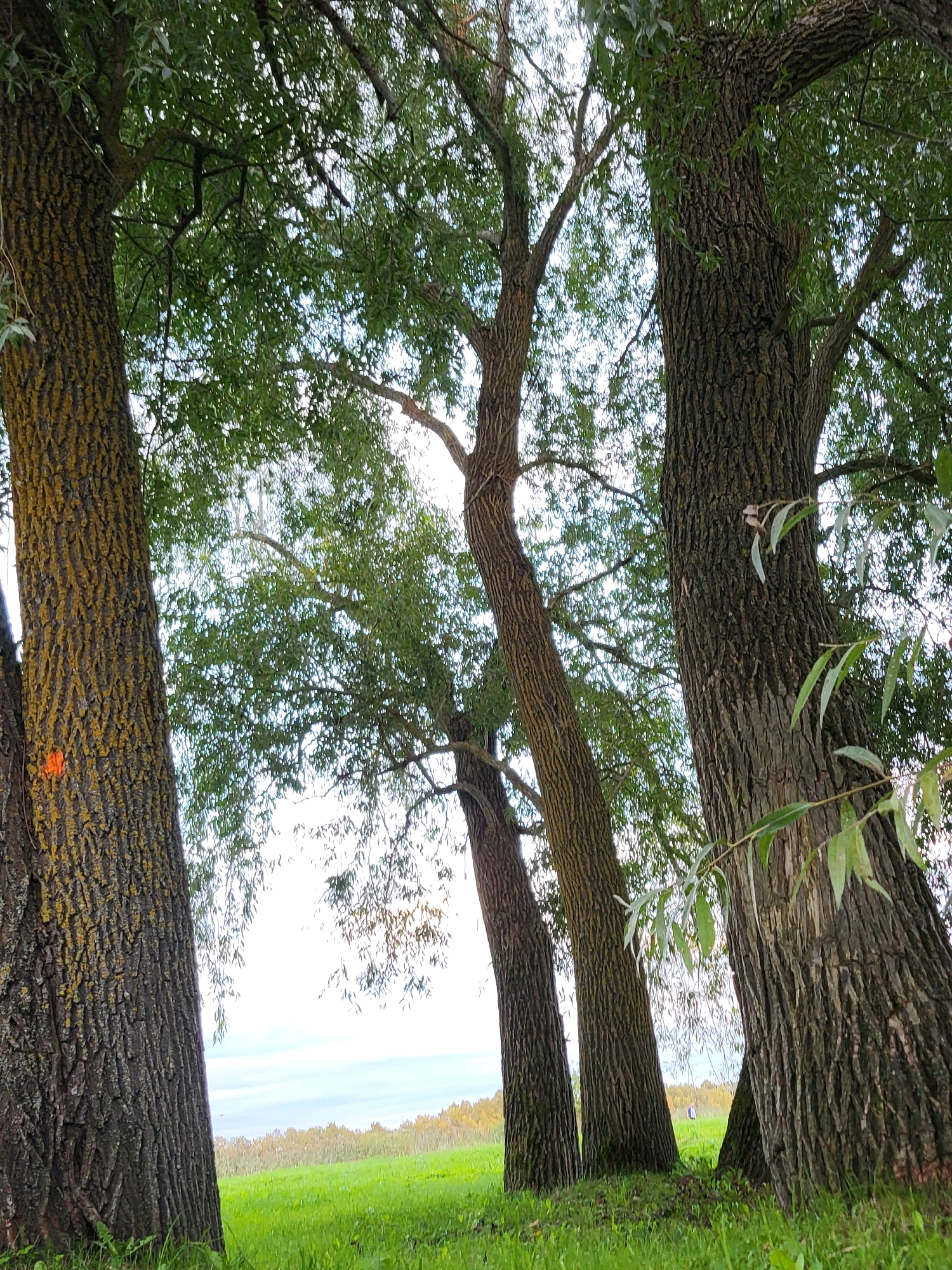 The image shows a low-angle shot of the bases of four large trees in Kalnciems, Latvia. The trees have thick, textured bark and are covered in green leaves that obscure much of the sky. The ground in the foreground is covered in lush green grass. In the background, a field with trees is visible under a cloudy sky. There is a small, indistinct figure in the far background, near the tree line in the field. One of the tree trunks on the left has an orange marking.