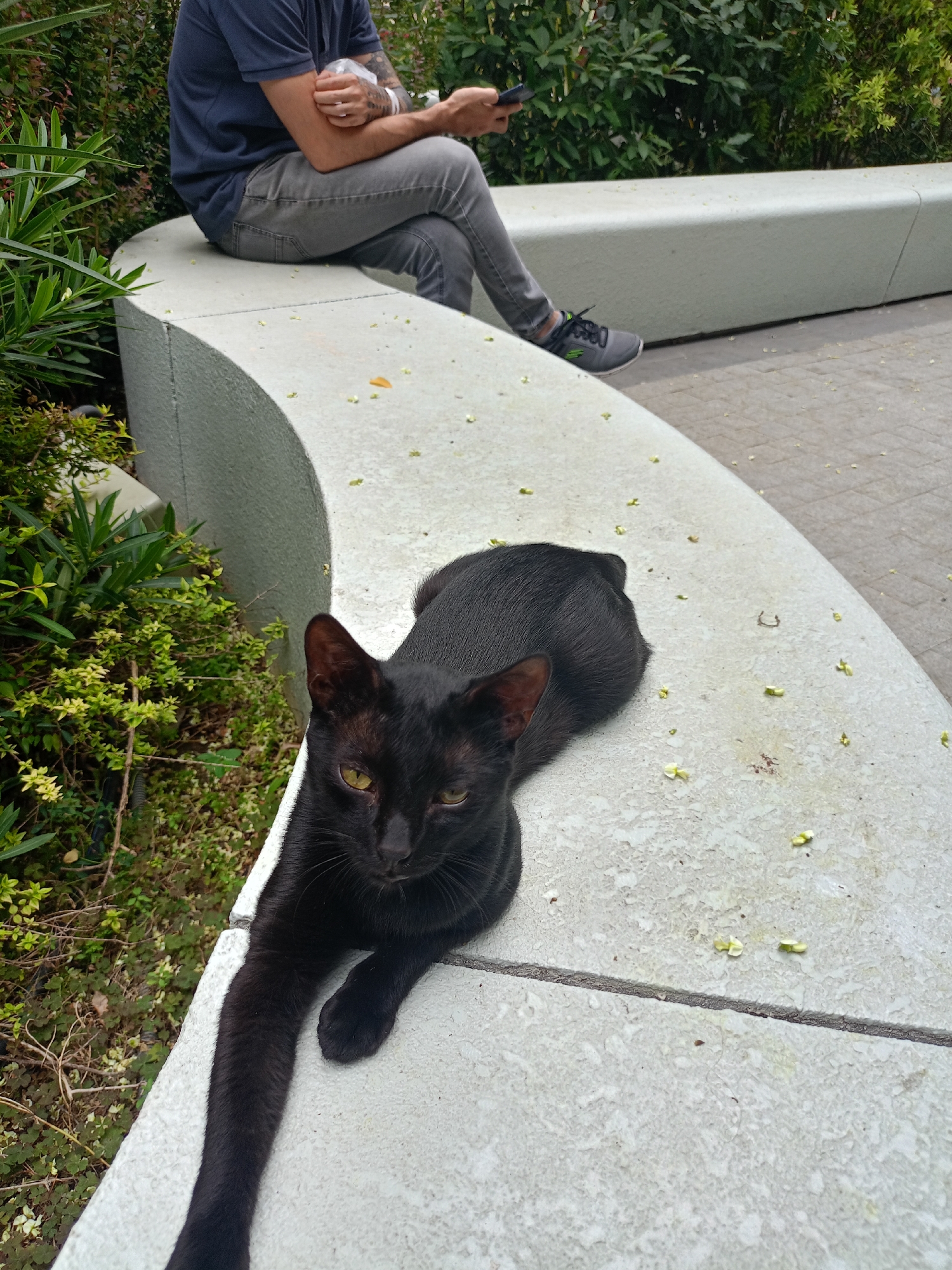 A black cat with yellow eyes lies on a light gray, curved concrete bench. The cat is in the foreground, facing the camera with its paws extended. Behind the cat, a person wearing a dark blue t-shirt and gray jeans sits on the same bench, holding a smartphone. The bench is outdoors, with greenery and bushes visible in the background. The ground is paved with what appears to be cobblestones. Small, light-colored debris is scattered on the surface of the bench.