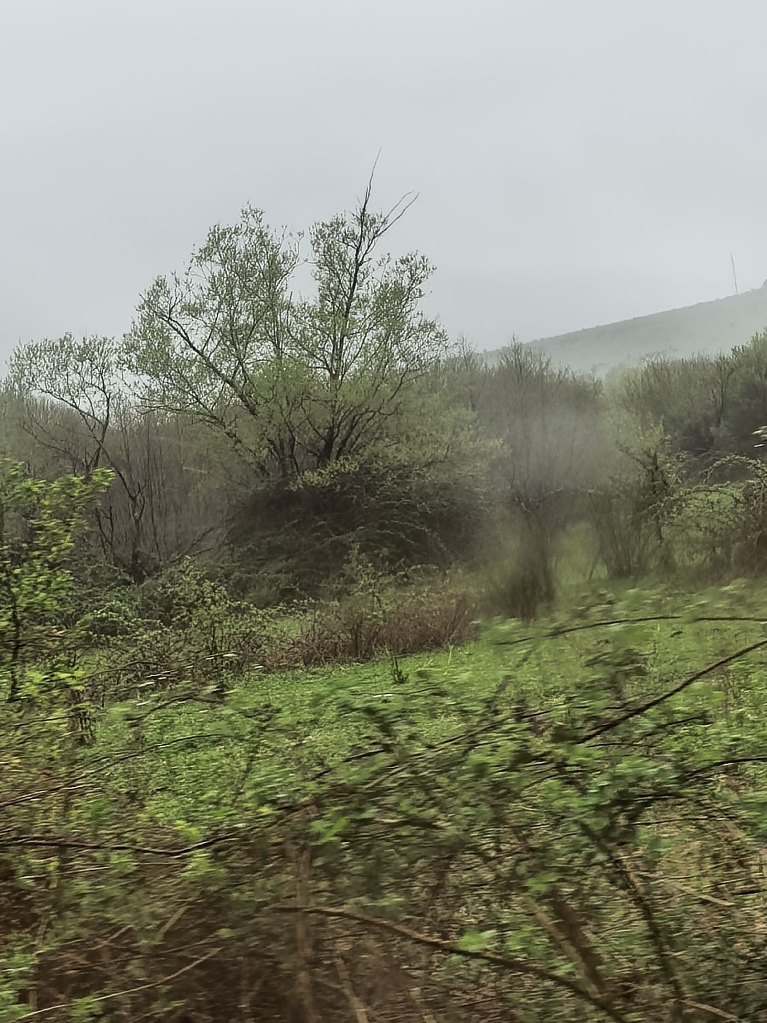 The image displays a misty, overcast natural landscape, likely captured from a moving perspective, as indicated by the motion blur evident in the foreground foliage. The scene is dominated by various shades of green from lush vegetation.
In the immediate foreground, dense bushes and grassy areas are blurred horizontally, suggesting movement during capture. The midground features numerous deciduous trees, many adorned with fresh, light green leaves, indicating early spring. Some trees still show a network of bare branches, adding to the textural variety. Patches of vibrant green grass are visible between the clusters of trees and undergrowth.
The background reveals a gentle hillside, largely obscured by a thick layer of mist or fog, which merges into a pale, featureless overcast sky. The overall lighting is soft and diffused, creating a serene and somewhat muted atmosphere. No people or animals are visible. While a faint vertical line, possibly a pole or tower, appears on the distant misty hill in one of the cropped hints, it is too indistinct in the main image for certain identification.
The setting appears to be a rural or wild area, possibly a forested margin or open woodland. The prevalent colors are the rich greens of the plant life and the soft grays and whites of the sky and atmospheric mist. No discernible text is present in the image.