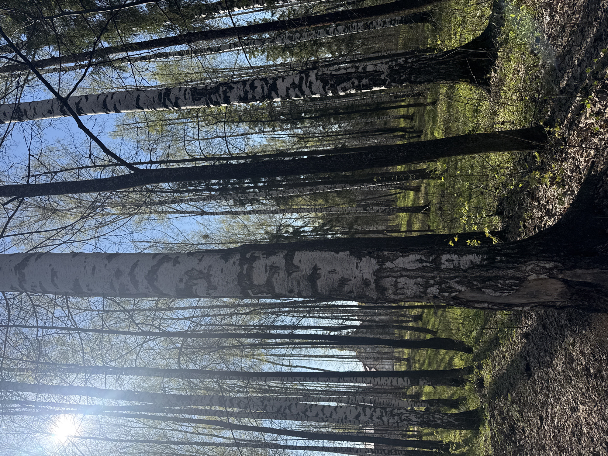 The image shows a forest of birch trees in Noviy, Russia, with sunlight filtering through the branches. The ground is covered with leaves and some green vegetation. The trees are tall and thin, with their characteristic white bark marked with black patterns. There are no people or other identifiable subjects visible in the scene. The environment suggests a peaceful, natural setting.