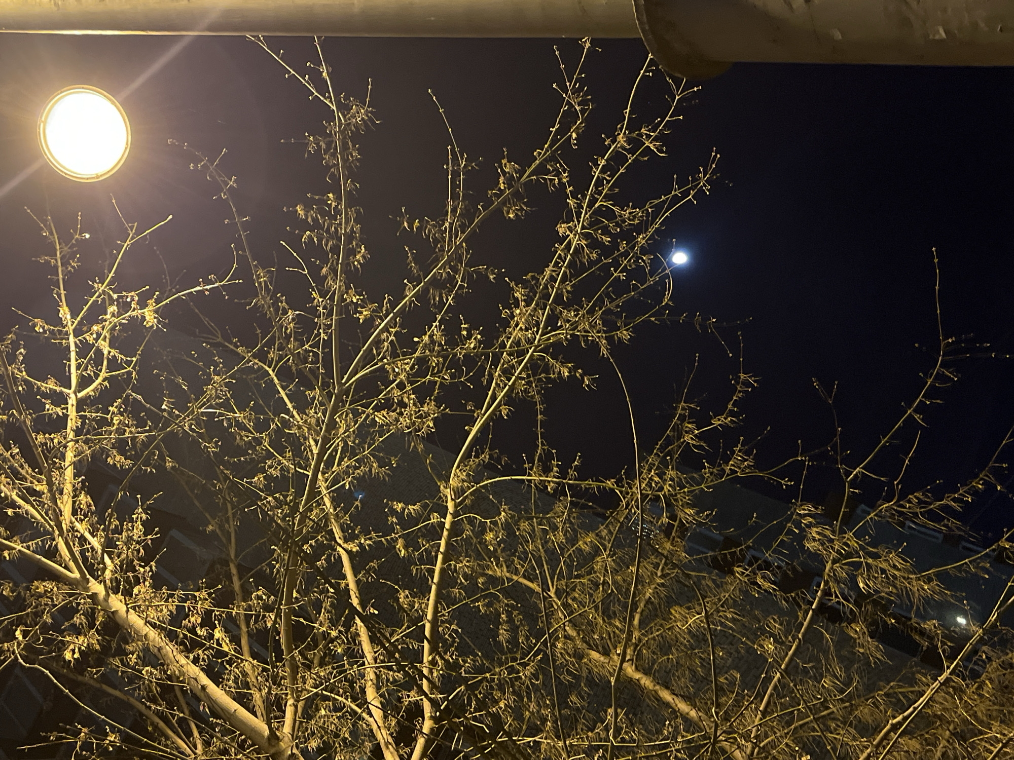 The image shows a nighttime scene with a tree in the foreground. The tree is mostly bare, with some small leaves or buds still attached to its branches. A street lamp is visible in the upper left of the frame, casting a warm, yellow light on the tree and its surroundings. In the upper right, a pale moon is visible against the dark sky. The background is dark and indistinct, but suggests a cityscape. A horizontal object runs along the top of the image.