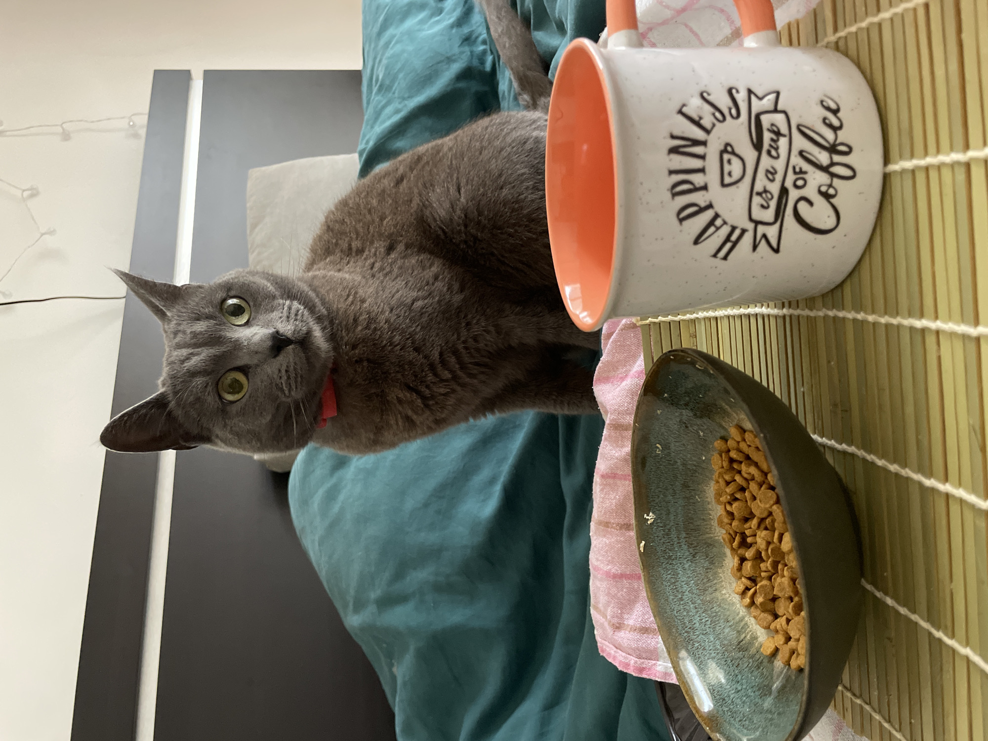 A grey shorthair cat, wearing a red collar and exhibiting striking green eyes, sits upright on a bed. The cat faces directly forward, positioned between an oblong dark green and teal ceramic bowl filled with dry kibble, and a white ceramic mug with an orange interior and handle. Both the bowl and mug rest on a light brown bamboo mat, which is placed on a pink and white striped textile. The bed is covered with teal-colored bedding, and a dark grey headboard is visible behind the cat. A white pillow is present on the bed to the cat's right. The mug's exterior displays the text "HAPPINESS is a cup of Coffee" alongside a small coffee cup icon. The background features a plain white wall, upon which string lights are partially draped in the upper right, and a white cable runs vertically down the left side. No human figures are present. This scene is located in Budva, Montenegro.