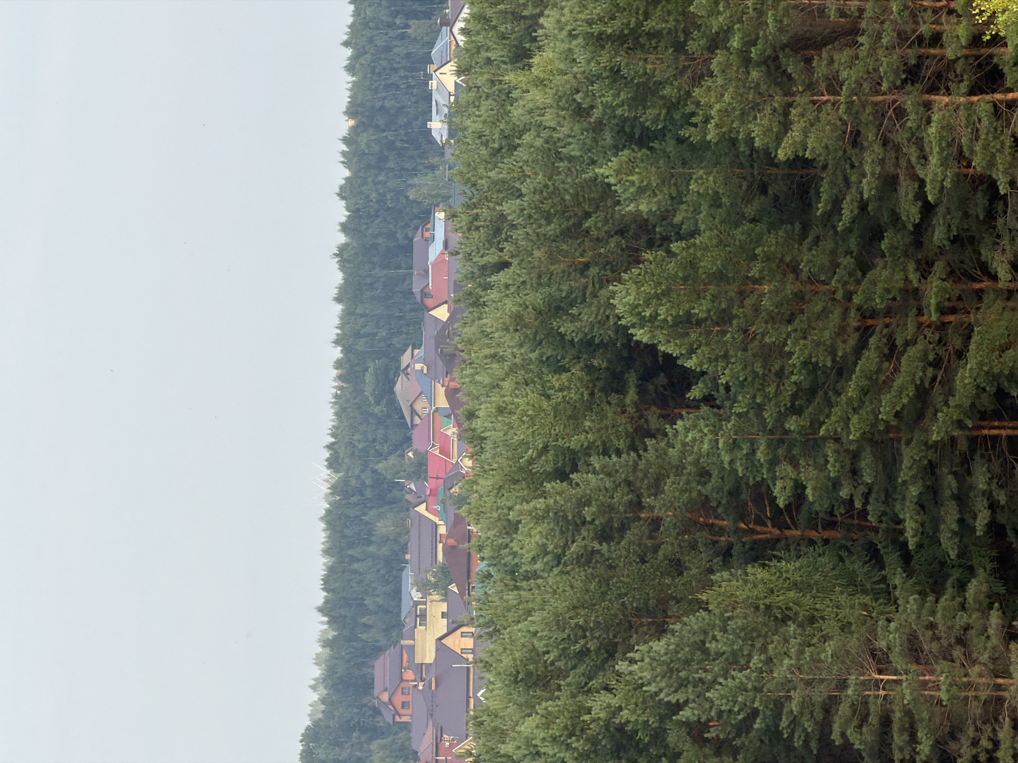 A medium shot captures a dense forest of pine trees in the foreground, with their green needles filling the lower half of the frame. Behind the pines, a village of houses with red, brown, and beige roofs peeks through the trees. The houses appear to be of varied architectural styles, suggesting a suburban or rural residential area. Beyond the houses, a line of darker, more distant trees forms a backdrop, reaching towards a pale, hazy sky that occupies the upper portion of the image. There are no people or animals visible in the scene.