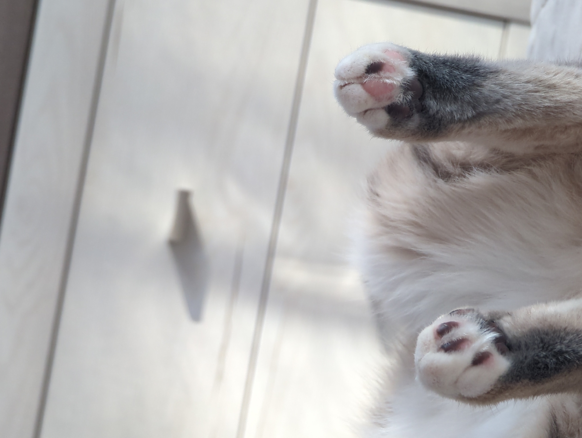 In an indoor setting, the close-up shot focuses on the paws of a cat. The cat's hindquarters are visible, with its front paws extended upwards. The paws are white with pink toe beans and dark spots, and the fur on the paws is soft and fluffy. The background is blurred, showing what appears to be a piece of furniture with drawers. The lighting suggests it is daytime, with natural light casting shadows.