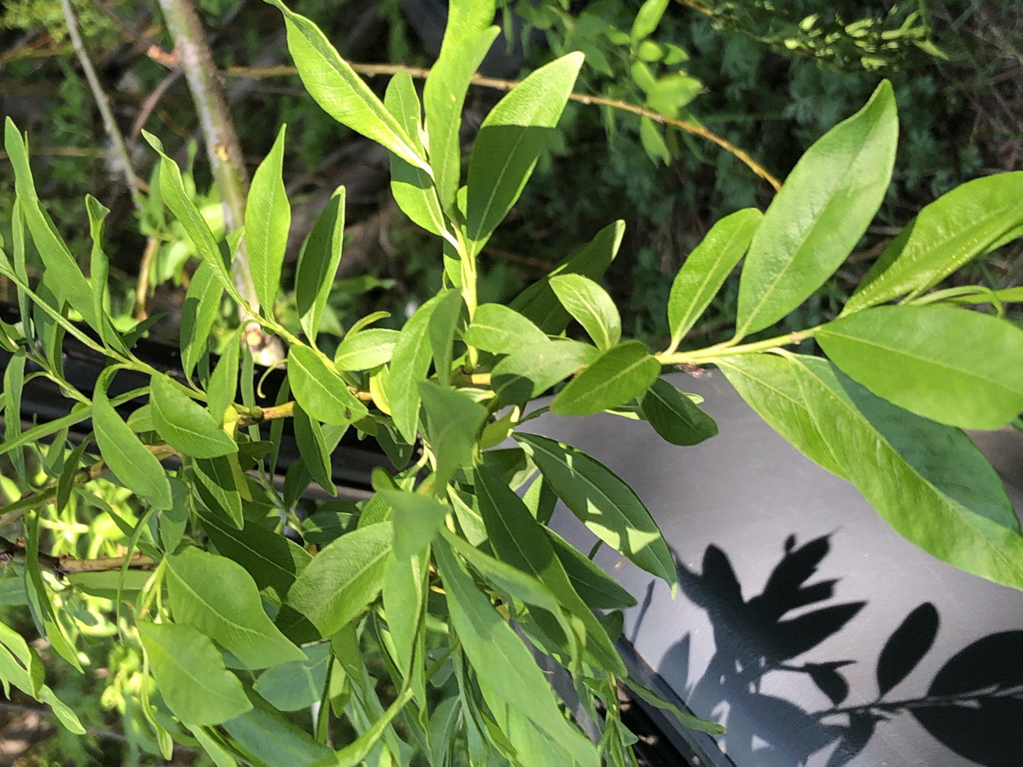 The image shows a close-up of bright green leaves and branches of a plant, likely a shrub or a young tree. The foliage is vibrant and catches the sunlight, creating a fresh and natural scene. Some leaves are sharply in focus, while others are slightly blurred, indicating a shallow depth of field. In the foreground, a dark, curved surface, possibly a container or a piece of garden furniture, casts a distinct shadow of the leaves and branches onto its surface. The background is a mix of blurred greenery and some drier branches, suggesting an outdoor environment. There is a small, light-colored object, possibly a snail or a budding flower, visible on one of the branches. The lighting suggests it is daytime, with sunlight filtering through the leaves. The overall impression is one of lush, growing vegetation in a natural setting, likely within a garden or park. There are no people visible in the image. The location is described as Petropavlovsk-Kamchatsky, Russia.