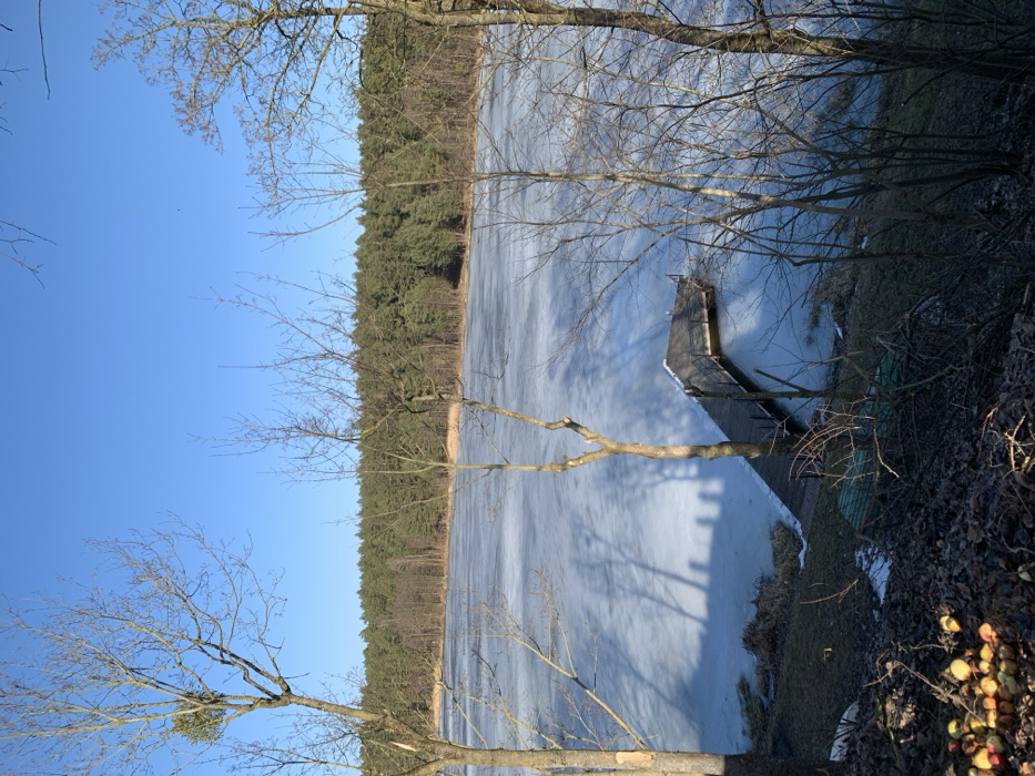 The image depicts a serene winter or early spring landscape in Лунненскі сельскі Савет, Belarus, under a clear blue sky. A large body of water, likely a lake, is prominently featured, largely covered by a sheet of pale blue-grey ice that reflects distinct, elongated shadows of bare trees from the foreground.
In the mid-ground, a dark-stained wooden pier extends from the left bank into the frozen water. The pier features a main walkway leading to a wider platform, with guardrails on both sides. The shoreline directly beneath the pier consists of bare earth mixed with patches of withered grass and some residual snow.
The foreground is characterized by several deciduous trees with bare branches, indicative of winter dormancy. One prominent tree in the upper left section has a cluster of yellowish-green mistletoe visible on its branches. The ground in the lower left corner shows a collection of red and yellow apples, possibly fallen from a fruit tree, resting on dark, dry soil and leaves.
Beyond the frozen lake, the opposite shore is lined with a dense coniferous forest, appearing dark green against the lighter backdrop. No individuals or active subjects are present in the scene, which is illuminated by direct sunlight, creating sharp shadows.