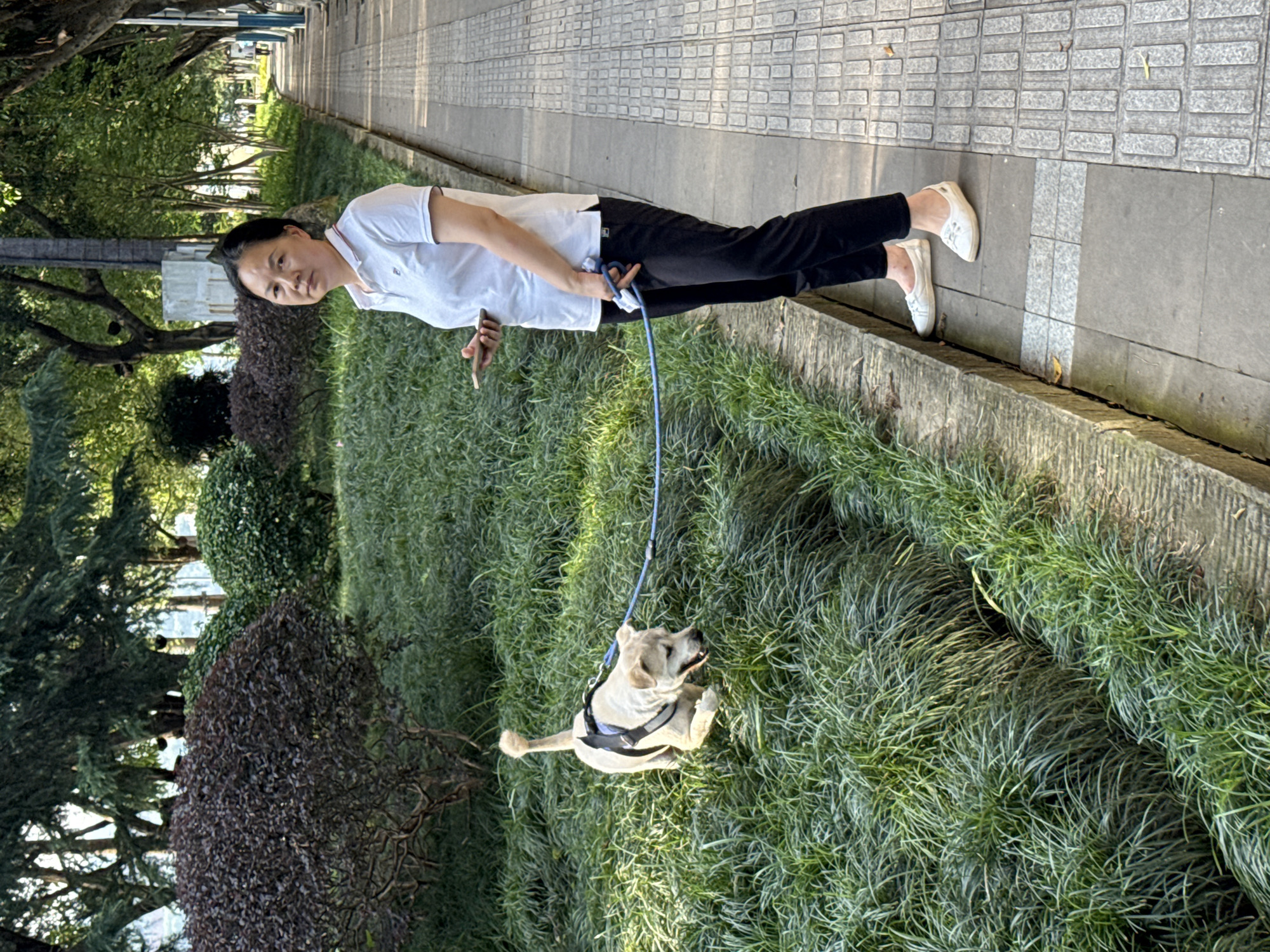 An outdoor scene in a park or green space in Jiangjin, China, captures a woman walking her dog during daylight. The image is oriented vertically but depicts the scene as if viewed from the side.
A woman, appearing to be East Asian, stands on a light-colored paved walkway, looking directly at the camera with a neutral expression. She is dressed in a white short-sleeved polo shirt, black trousers, and white slip-on shoes. In her right hand, she holds a blue dog leash, while her left hand holds a smartphone.
Her light-colored dog, possibly a Labrador or similar breed, is positioned in a dense patch of green grass to the left of the walkway. The dog wears a dark harness and appears to be looking upwards or to the side, away from the camera. The blue leash extends from the woman's hand to the dog's harness.
A low concrete curb separates the paved walkway from the grassy area. The background features lush greenery, including various trees with dark trunks and leafy branches, and several dark-leaved bushes, suggesting a well-maintained park or public garden. The clear shadows cast by the subjects and foliage indicate a sunny day. No discernible text is visible in the image.