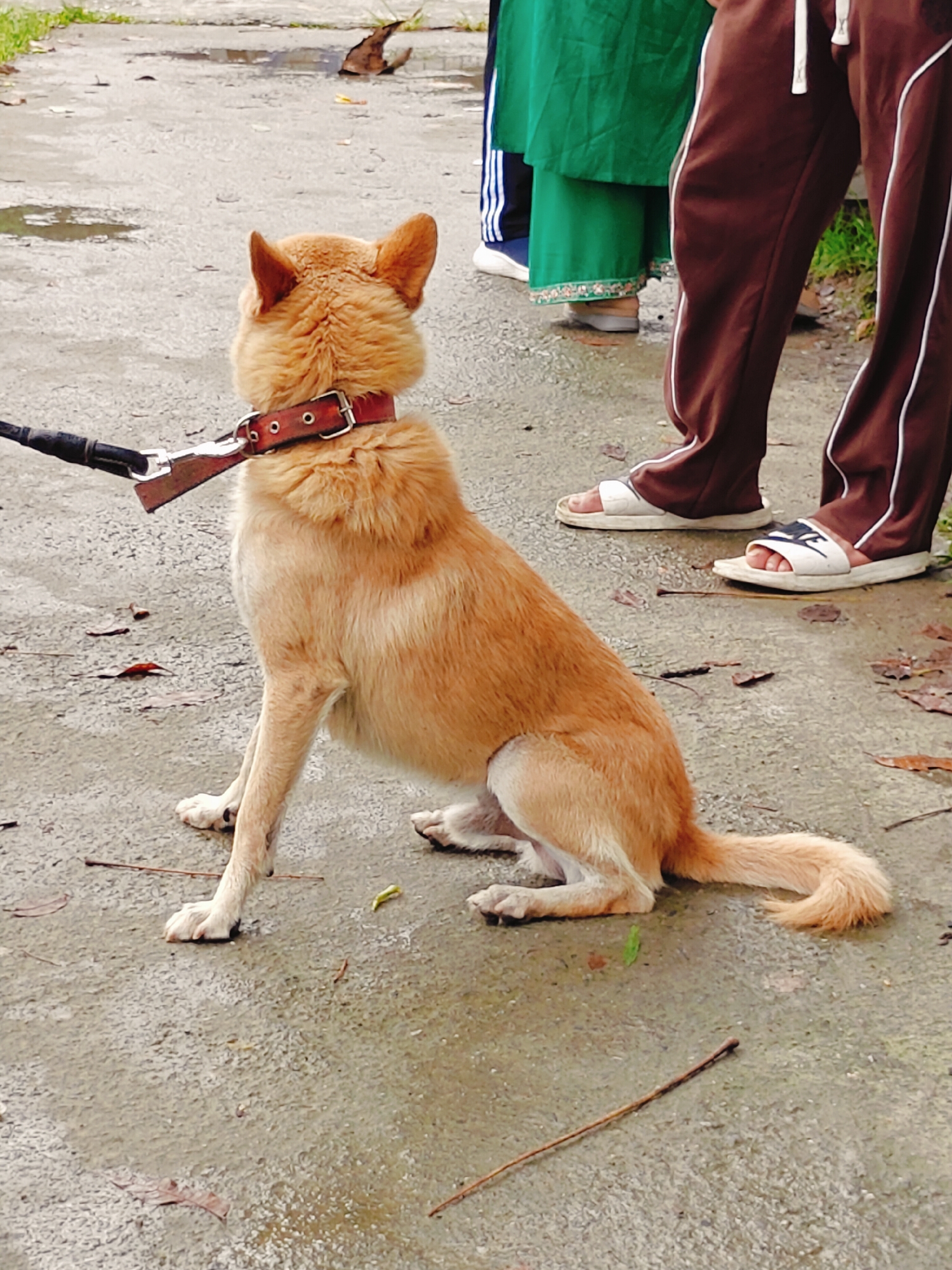 A tan-colored dog with pointed ears sits on a wet, paved surface. It is wearing a red collar with metal grommets and is attached to a black leash with a brown leather handle. The dog is facing away from the camera, looking to the left. In the background, a person is wearing brown sweatpants with white stripes and white slides. Another person is wearing a green garment with embroidered trim and dark pants with white stripes. The ground is a mixture of concrete and puddles, with fallen leaves scattered around. The scene appears to be outdoors in an urban or semi-urban environment. This image is not sufficient to determine if the location is Pokhara, Nepal.