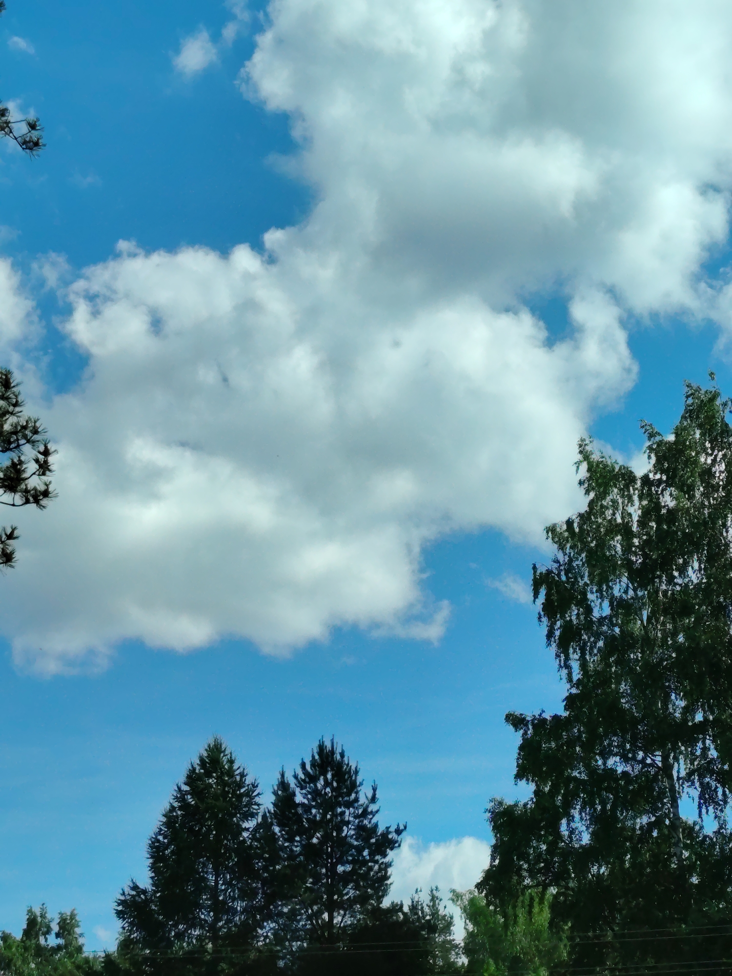 This media file depicts a natural outdoor scene, likely in Кривец, Russia. The primary subjects are trees and the sky. The sky is a vibrant blue, dotted with large, fluffy white clouds, suggesting a clear or partly cloudy day. The sun is visible, indicating it is daytime. The trees are lush and green, with some appearing to be pine trees and at least one birch tree with its distinctive foliage. They are silhouetted against the bright sky. The foliage is dense, and some branches are visible in the foreground, extending into the frame. The overall impression is one of a peaceful and natural environment. There are no people or objects visible in the frame, and no text is present. The image captures a moment of natural beauty, likely during the warmer months given the green of the trees.