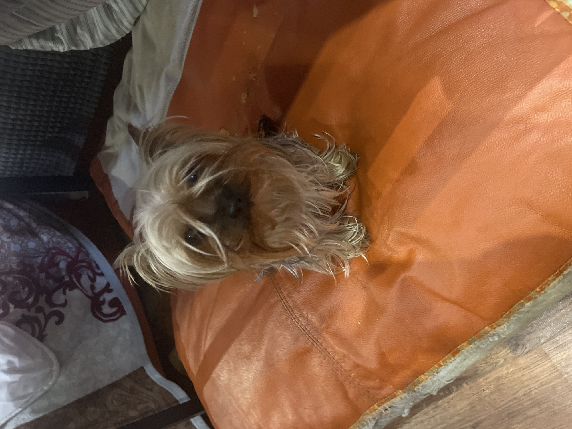 A small, light-brown Yorkshire Terrier-type dog with long hair is sitting on an orange, faux-leather cushion. The cushion appears to be part of a chair or sofa, with patterned fabric visible adjacent to it. The photo is taken from a slightly elevated, oblique angle. No city location or people are identifiable in the photo.