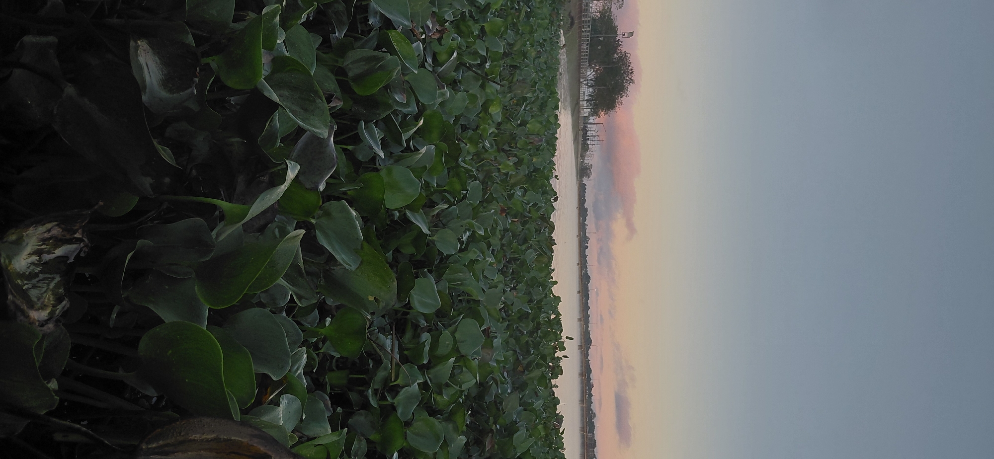 The image depicts a body of water in Encarnación, Paraguay, likely the Paraná River or a connected lagoon, covered in a dense growth of aquatic plants. The foreground is dominated by the lush, green leaves of these plants, which appear to be water hyacinths, creating a thick carpet on the water's surface. In the mid-ground, the calm water reflects the soft hues of the sky, which transitions from a pale blue at the top to soft pinks and oranges near the horizon, indicating either dawn or dusk. A treeline with scattered streetlights runs along the distant shore, suggesting an urban or park area. There is a faint outline of a bridge or embankment further in the distance. No people or animals are visible in the frame. The overall atmosphere is serene and natural.