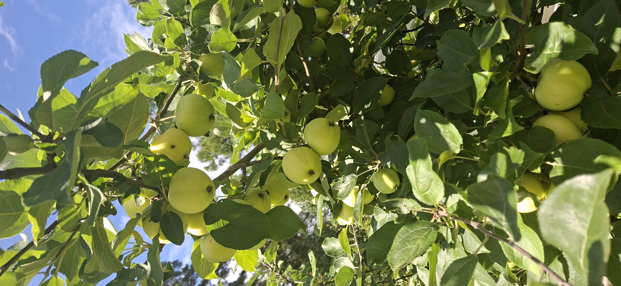 A close-up, eye-level shot captures a branch laden with light green apples on a tree. The apples are round, with some appearing fully formed and others smaller, indicating a stage of growth. They are clustered together, interspersed with lush green leaves that cast dappled shadows. The background is a blur of green foliage and a bright blue sky with scattered white clouds. The scene appears to be outdoors, likely in a garden or orchard. The specific location in Järvenpää, Finland, cannot be determined from the image alone. No people or animals are visible.