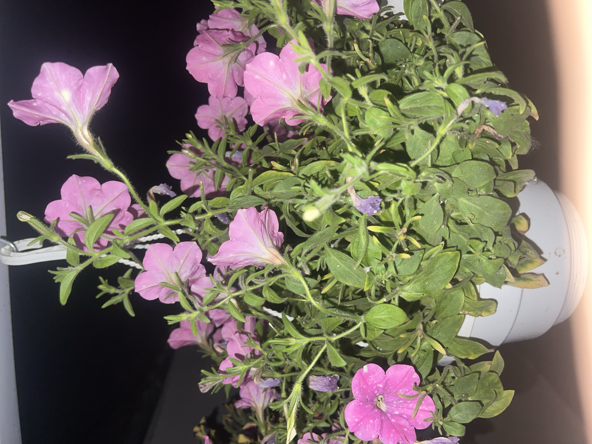 This image shows a hanging white pot overflowing with vibrant pink petunias and green foliage. The flowers, with their characteristic trumpet shape, are varied in their openness, some fully bloomed and others still budding. Some of the petals have small white speckles. The plant is suspended, indicated by a white hook at the top of the frame. The background is dark, suggesting it is nighttime or an indoor setting with minimal lighting. The lower portion of the image is illuminated by a warm, soft light, casting a subtle glow on the bottom of the pot and the surrounding surface. The location is not specified in the image.