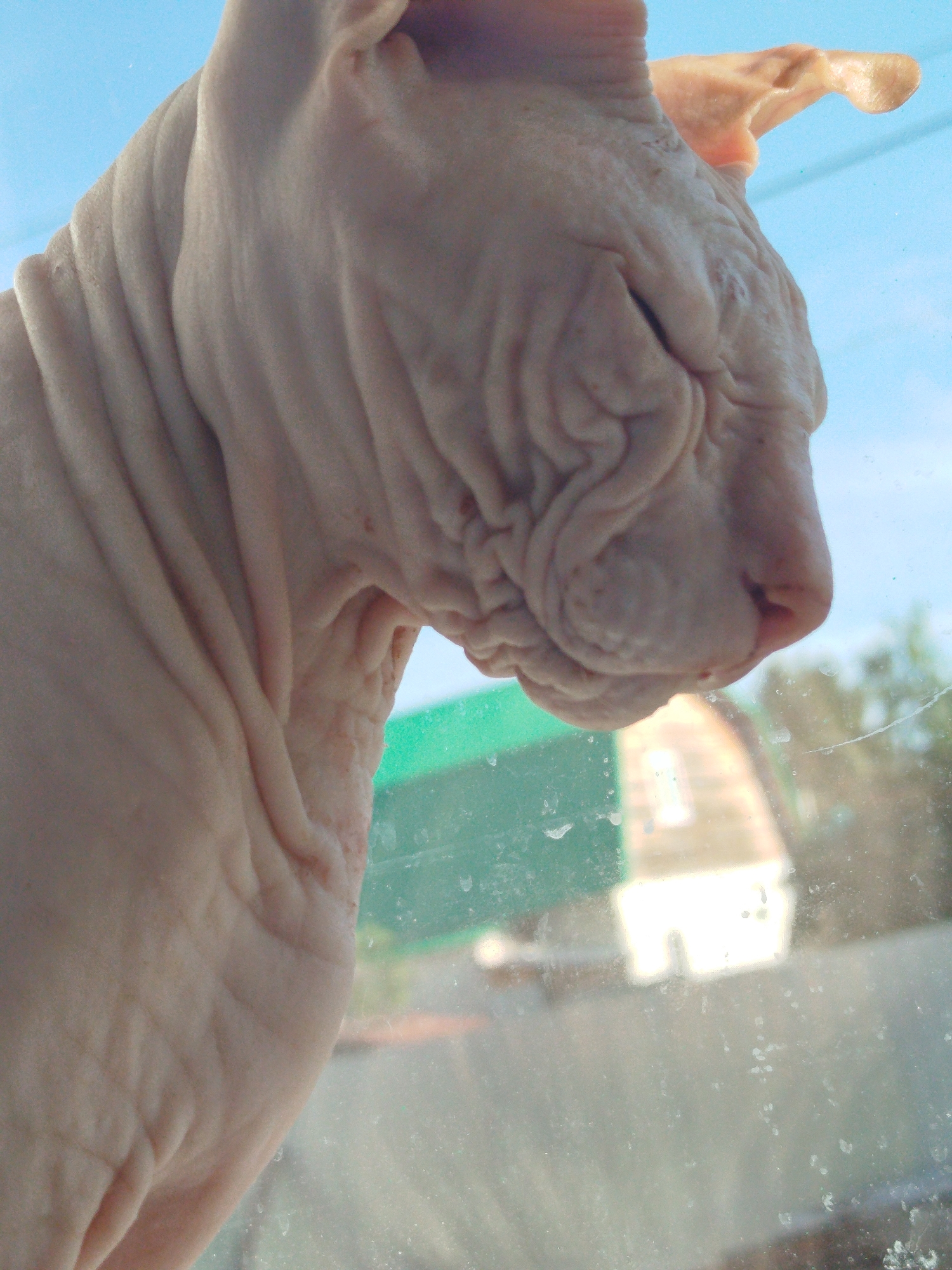 The image shows a close-up of a Sphynx cat's head and neck, viewed from the side. The cat's skin is wrinkled, and its eyes are closed. The background is a blurry outdoor scene with a bright blue sky, some green foliage, and a building with a light-colored roof. The cat is pressed against a window, which has some smudges and streaks on it. There are no identifiable landmarks or clues that would place this image specifically in Zavodoukovsk, Russia.