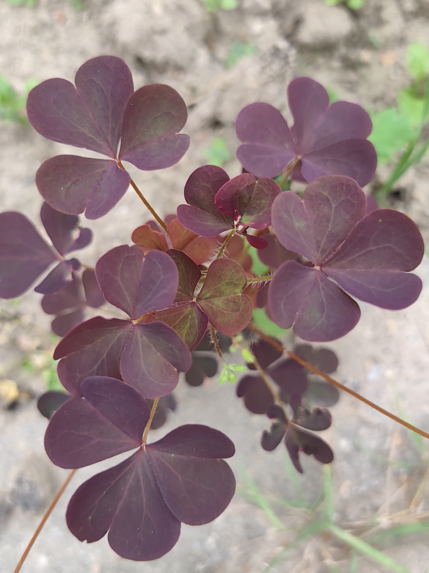 A close-up, eye-level shot captures a cluster of dark reddish-purple shamrock leaves against a blurred background of light-colored soil and some green vegetation. The leaves are heart-shaped and arranged in trifoliate patterns on thin, brown stems. Some leaves exhibit subtle green tinges and visible veins. The overall impression is a naturalistic, outdoor setting in Бараўлянскі сельскі Савет, Belarus.