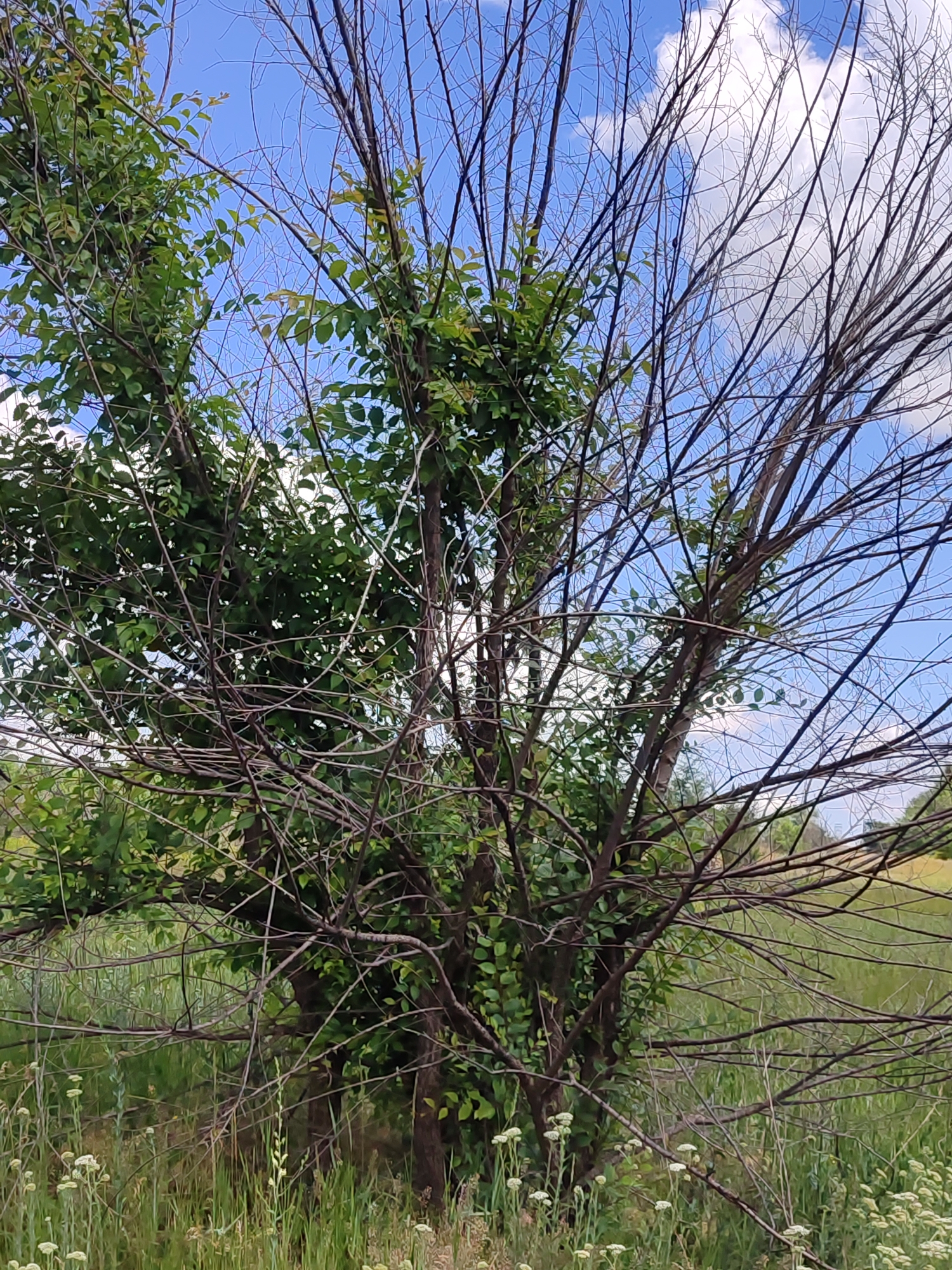 An eye-level medium shot captures a tree with half of its branches appearing dead and bare, while the other half is lush with green leaves. The tree is set against a backdrop of a blue sky with scattered white clouds. In the foreground and background, tall green grass and some white wildflowers are visible, suggesting an outdoor, possibly rural or park-like setting. The lighting appears natural, indicating it was taken during the daytime. There are no people or animals present in the image. The location is given as Unknown, Unknown.
