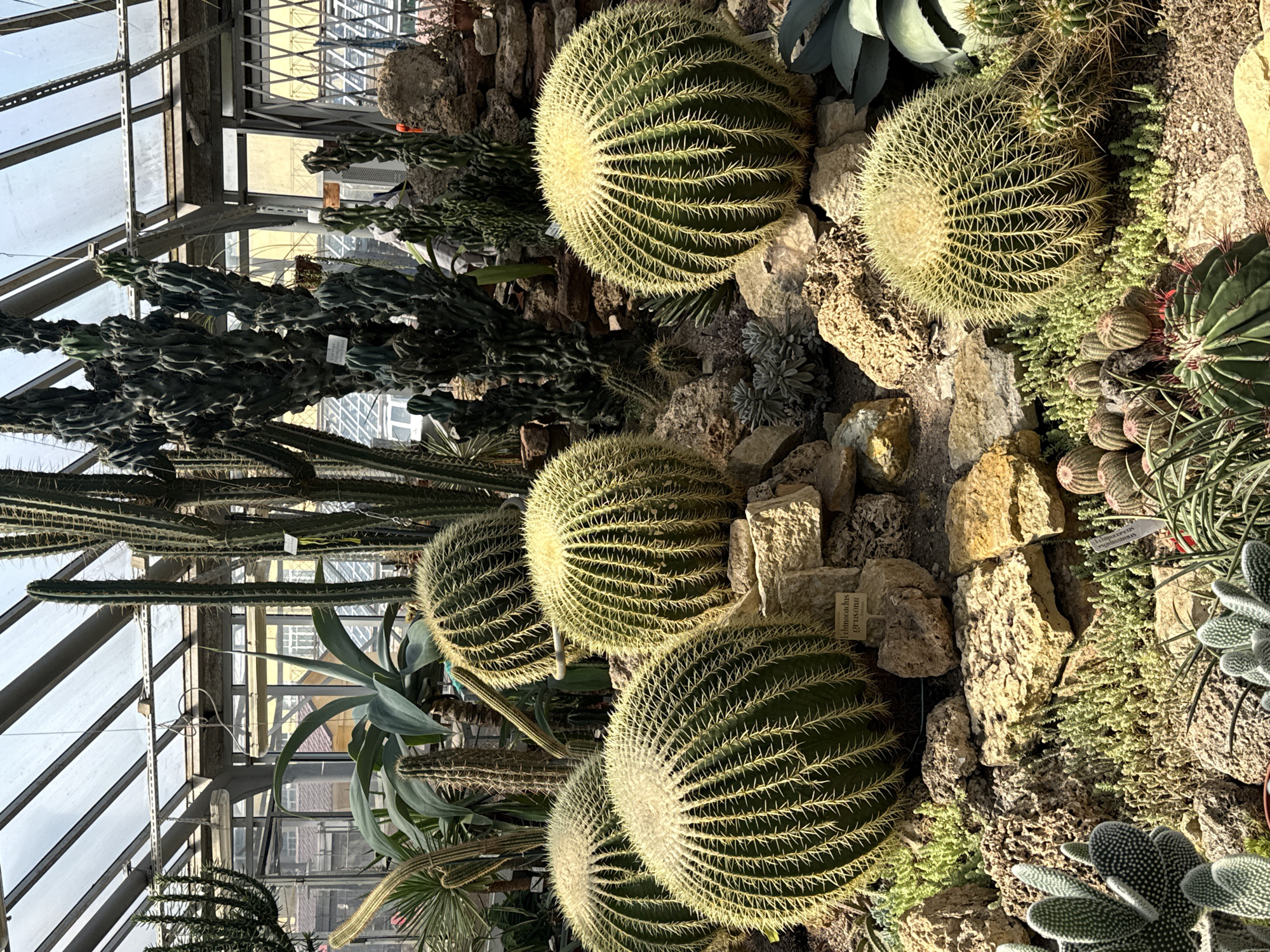 This is a photograph of a diverse collection of cacti and succulents displayed in a greenhouse. The greenhouse has a glass roof with metal framing, and through the glass, buildings with visible windows and bars can be seen, suggesting an urban setting. The plants are arranged on a rocky terrain with some smaller succulents and ground cover interspersed among the larger specimens. The main subjects are several large, spherical Golden Barrel cacti (Echinocactus grusonii) with prominent yellow spines. There are also tall, columnar cacti, including some with a more branched or convoluted form, as well as various smaller, spiky succulents. One of the Golden Barrel cacti has a small white sign near its base with text that appears to read "Echinocactus grusonii". The lighting suggests it is daytime, with sunlight filtering through the greenhouse roof, creating highlights and shadows on the plants and their surroundings. There are no people visible in the image. This scene is located within the Tauride Garden's botanical exhibition in Saint Petersburg, Russia.
