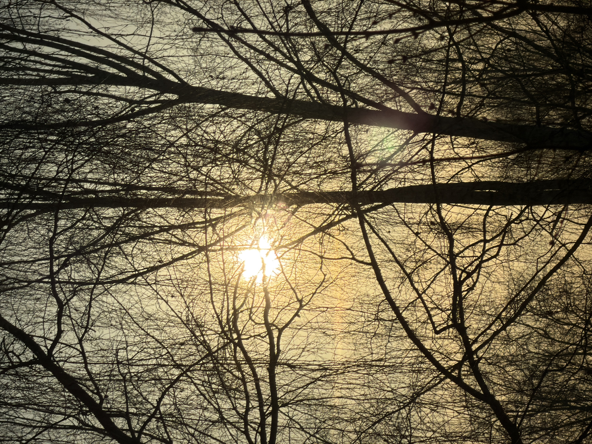 The image shows a view looking up through bare tree branches toward a bright, hazy sky, where the sun is directly visible. The branches are silhouetted against the light, creating a complex network of dark lines. The location is not evident in the image.